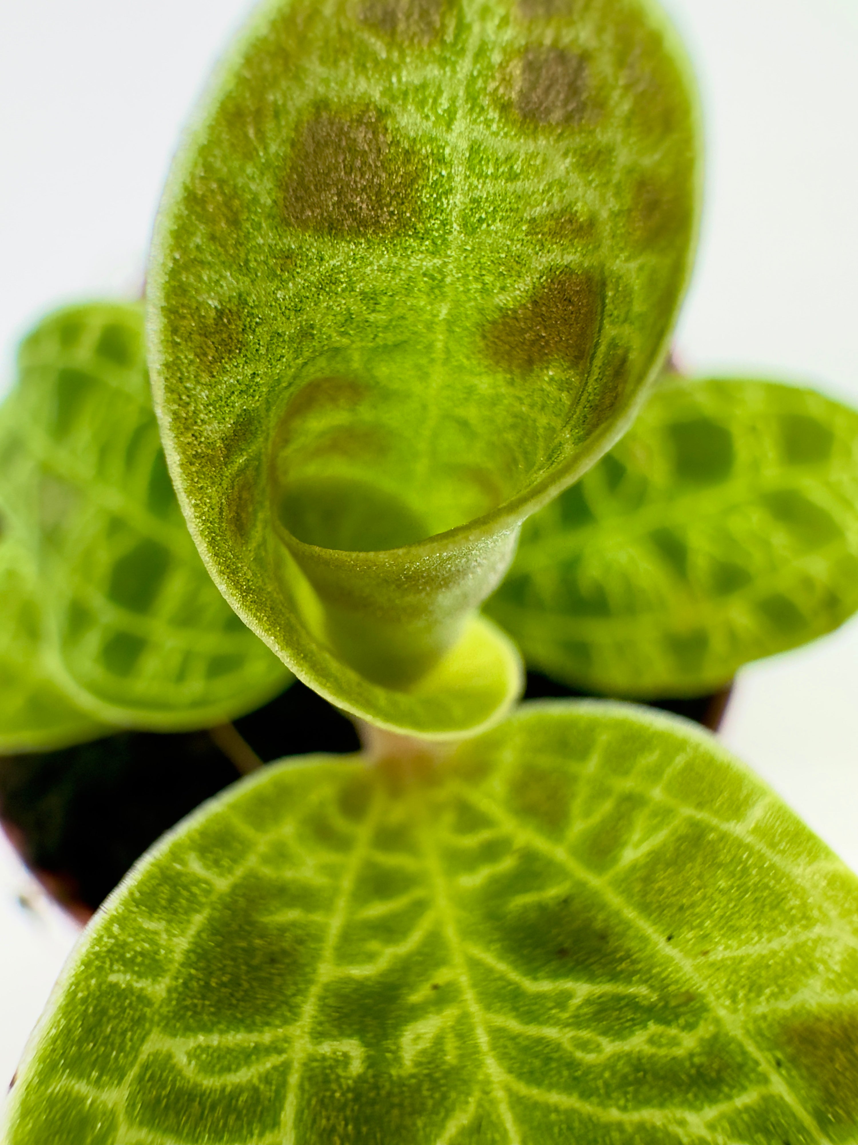 Macodes petola - L&