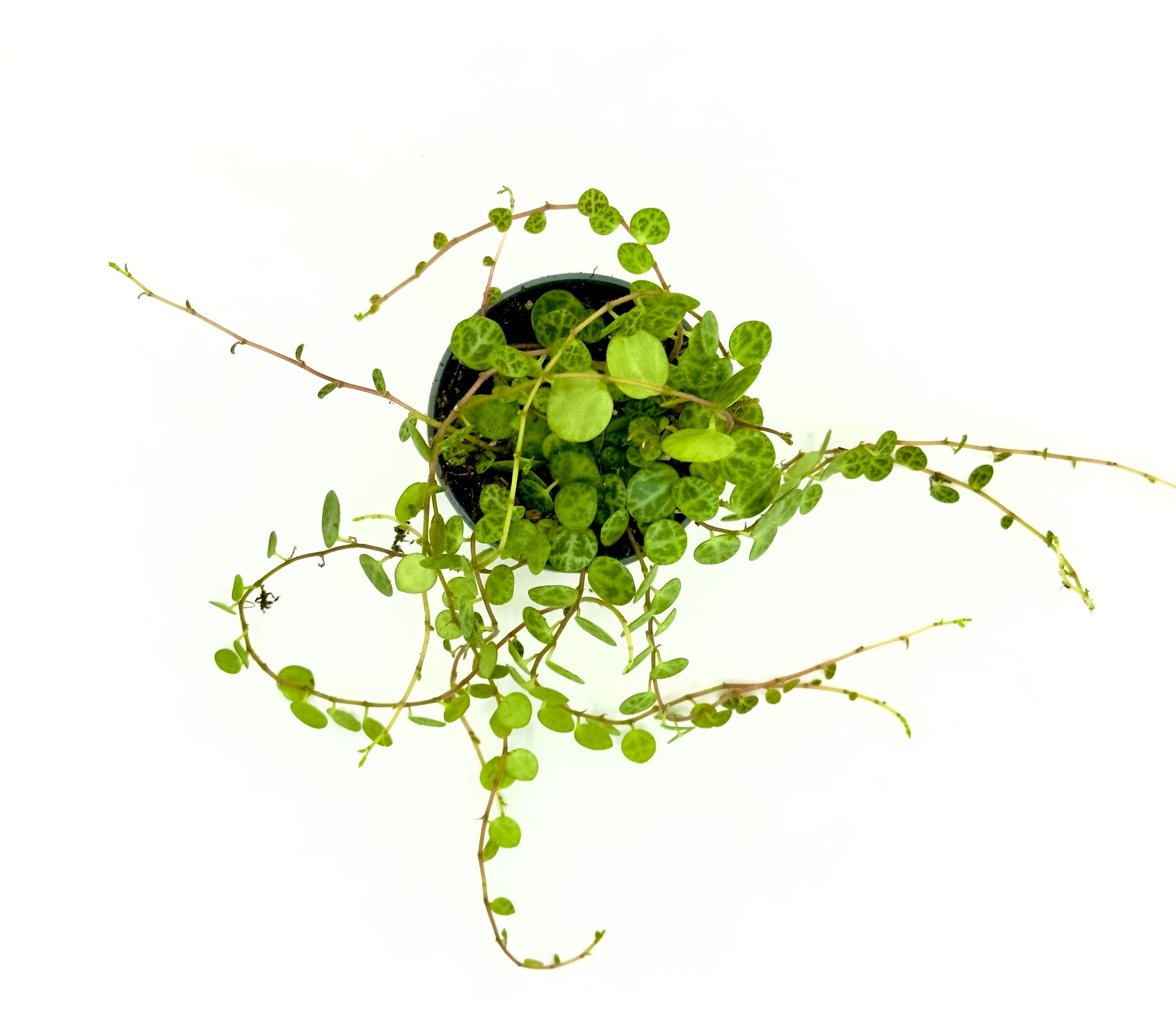 Baby Plant Peperomia prostrata - La String of Turtles per Interni e Terrarium