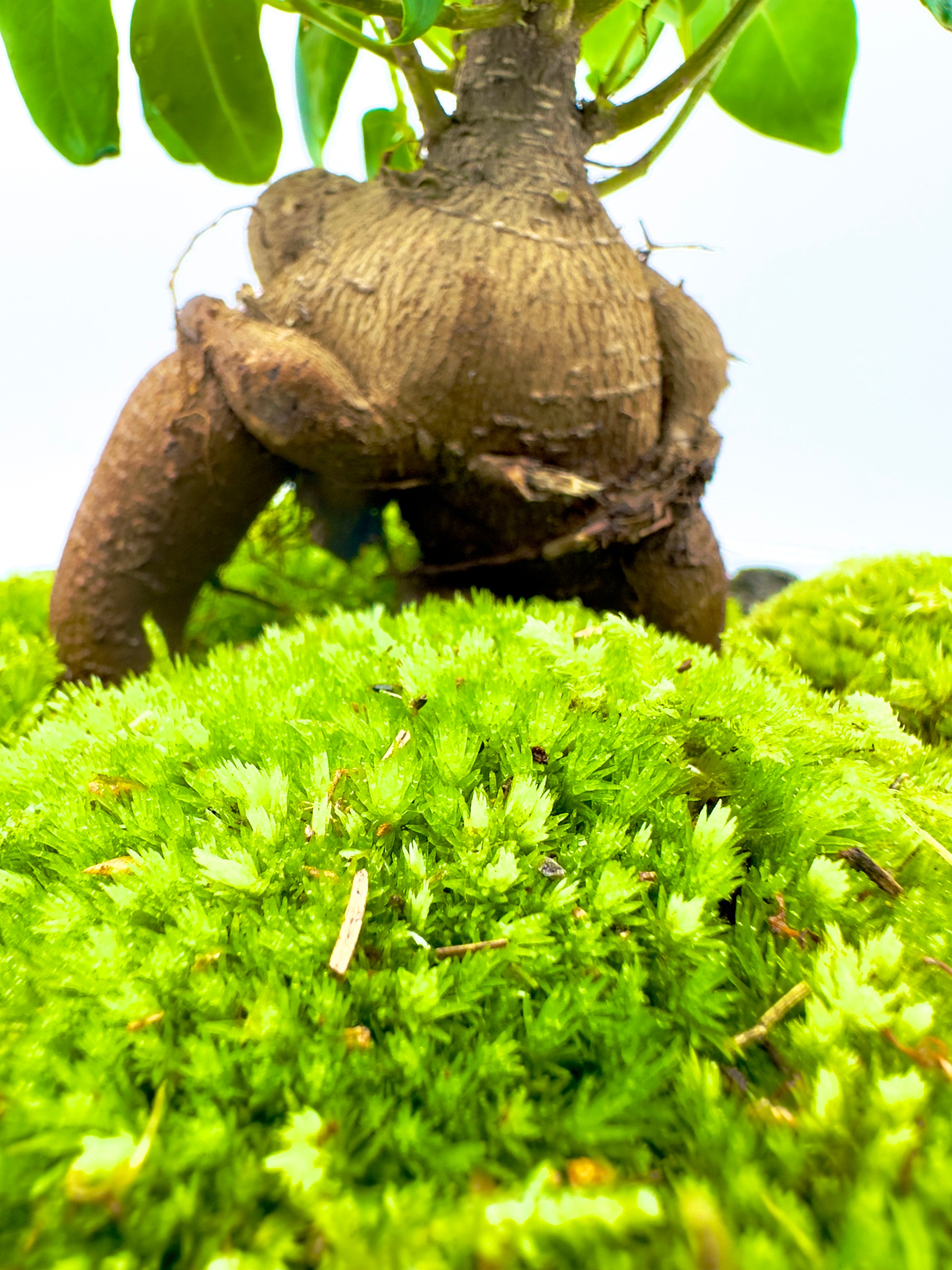 Terrarium Uovo Large