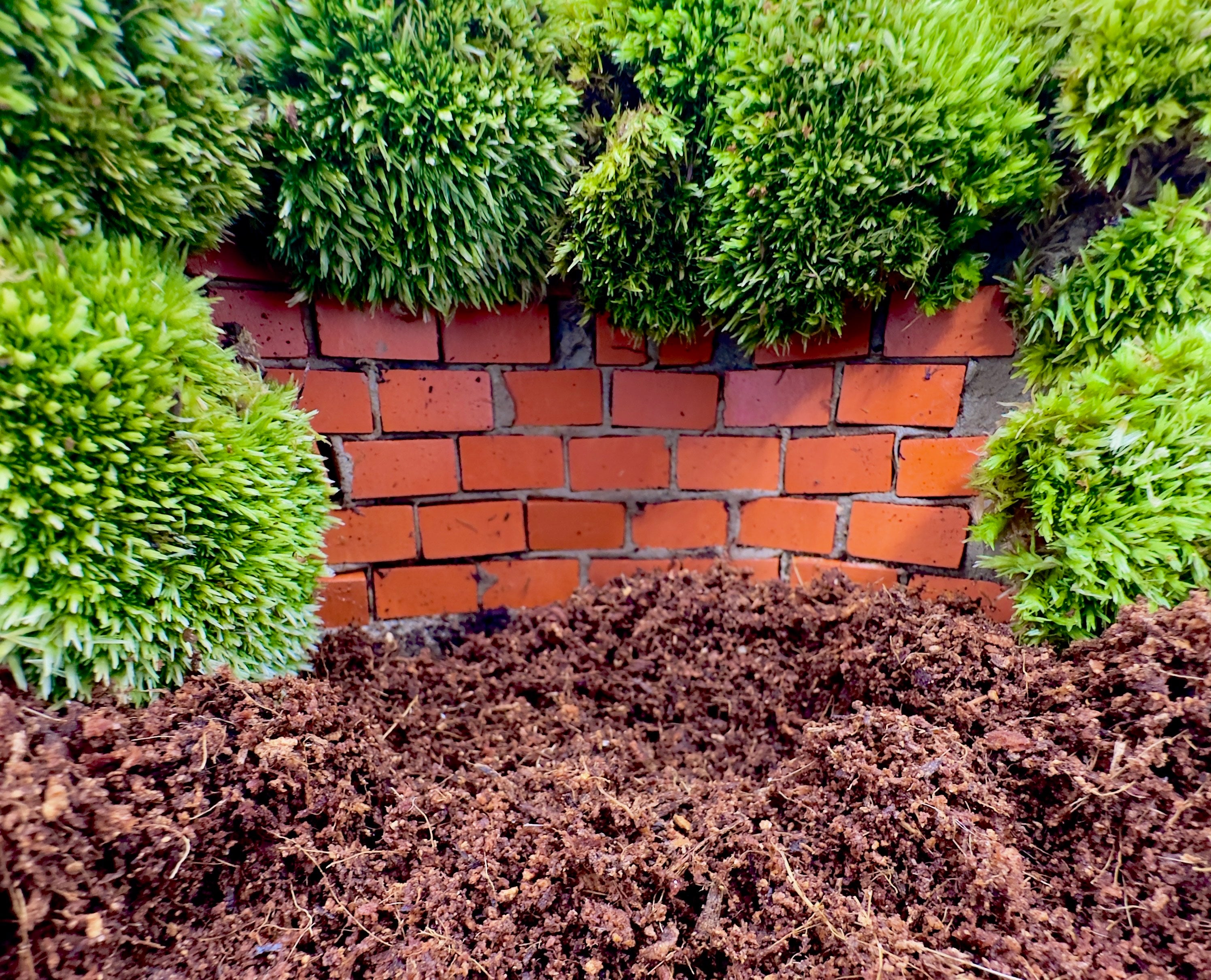 TerraGlue – Composto Naturale Adesivo per Terrarium Verticali, Piante e Hardscape