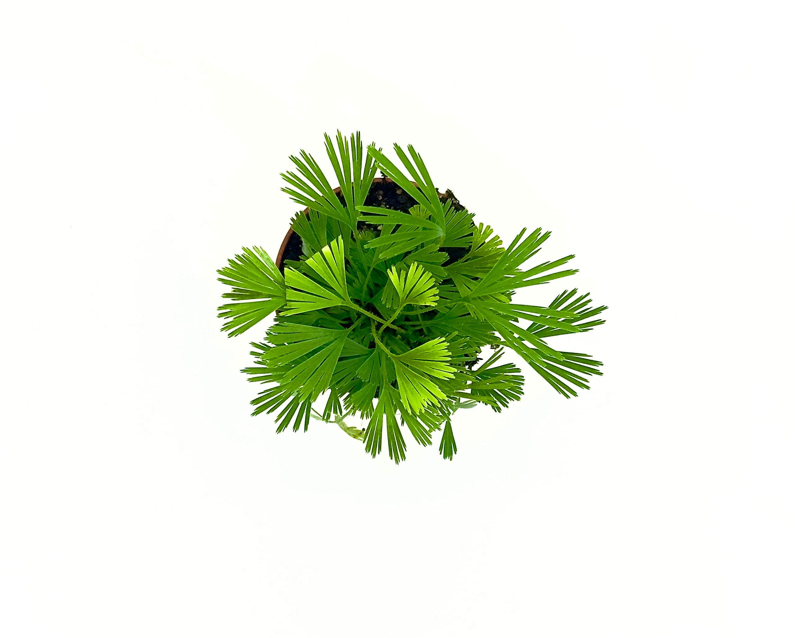 Baby Plant Actiniopteris australis - La Mini Felce a Ventaglio