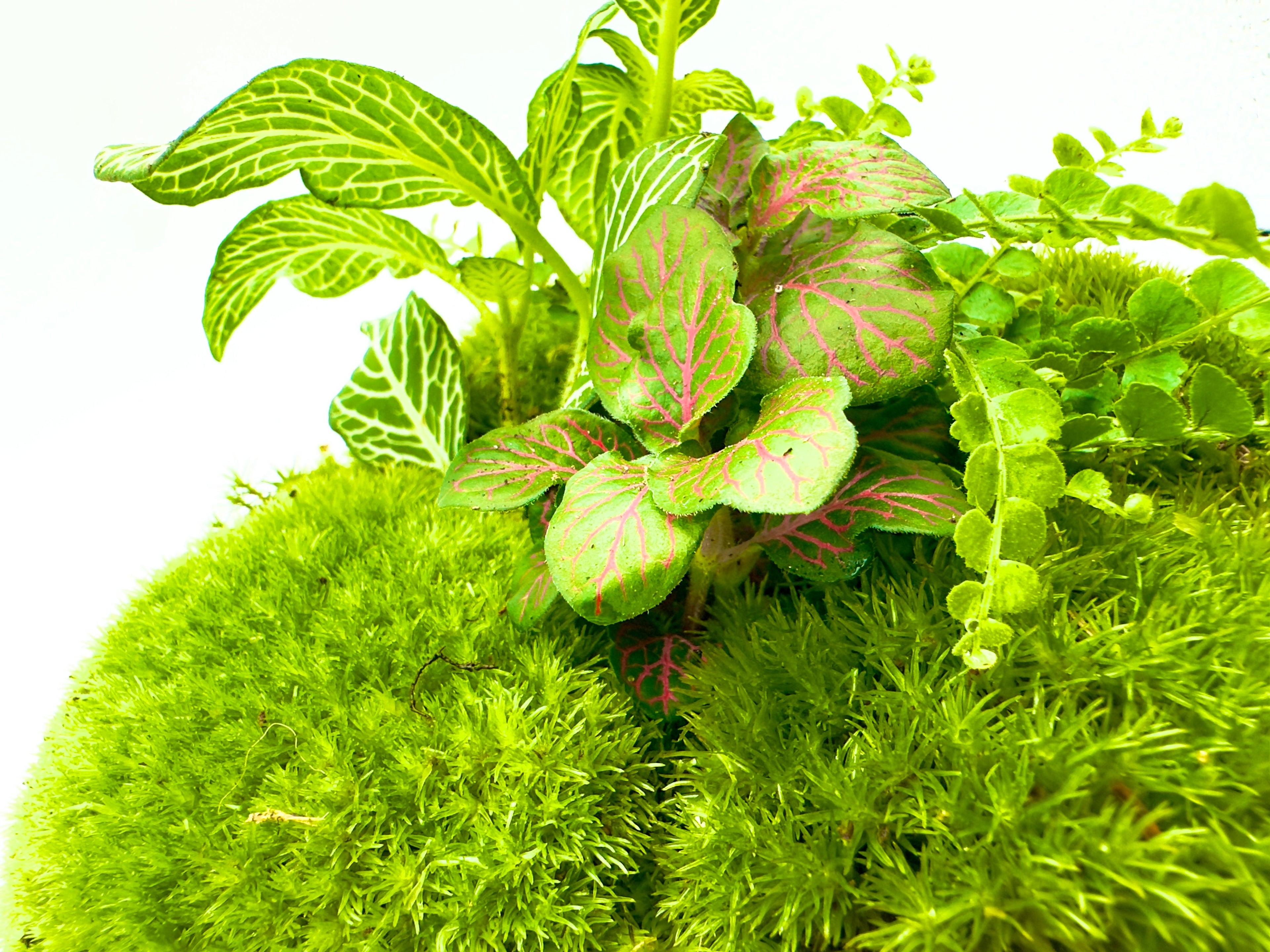 Terrarium Globe Medium