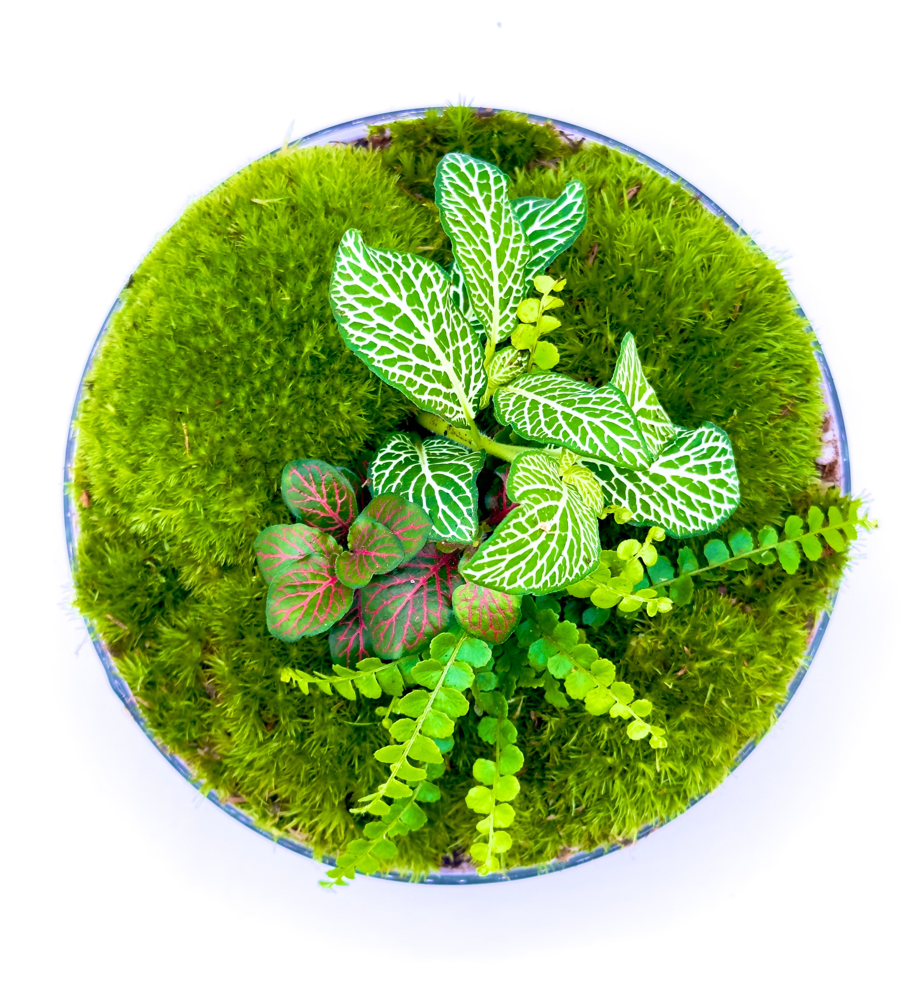 Terrarium Jungle Orb - Ecosistema in Sfera di Vetro D 20cm