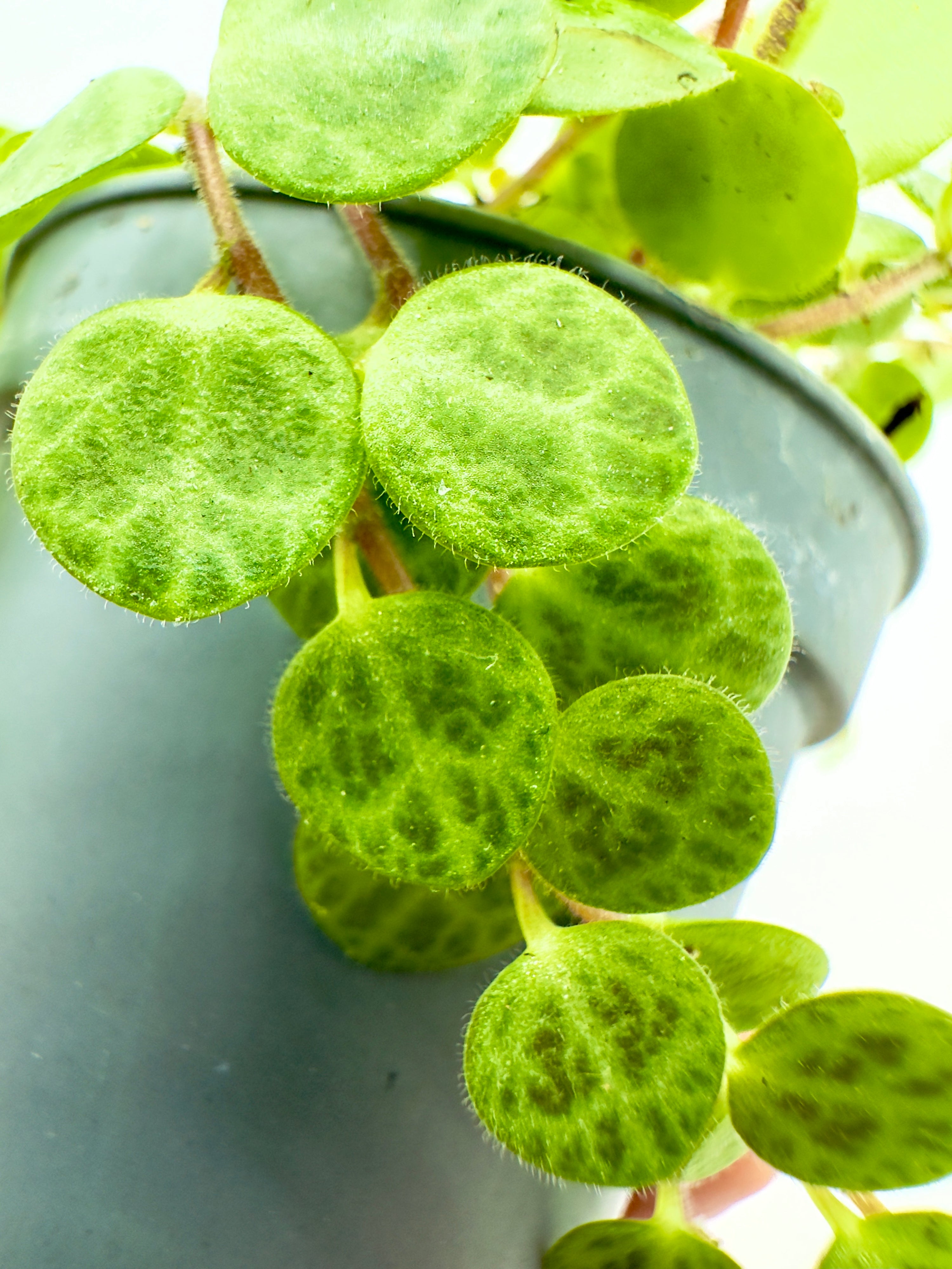 Baby Plant Peperomia prostrata - La String of Turtles per Interni e Terrarium