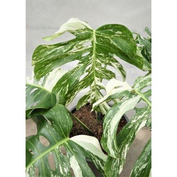 Monstera Deliciosa Variegata