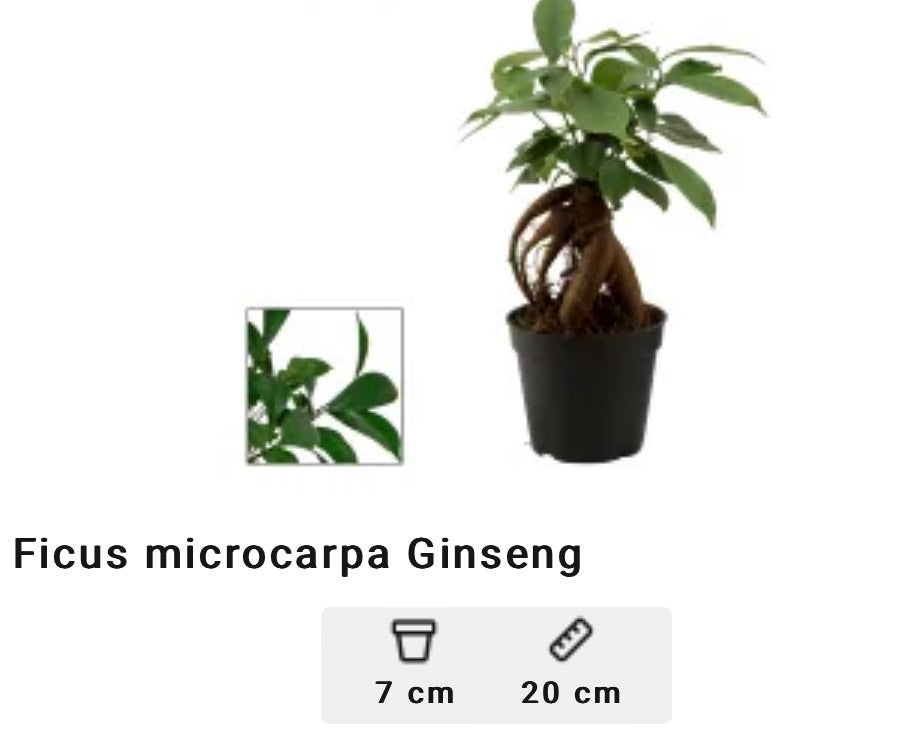 Ficus Ginseng - Il Bonsai Purificatore da Interno
