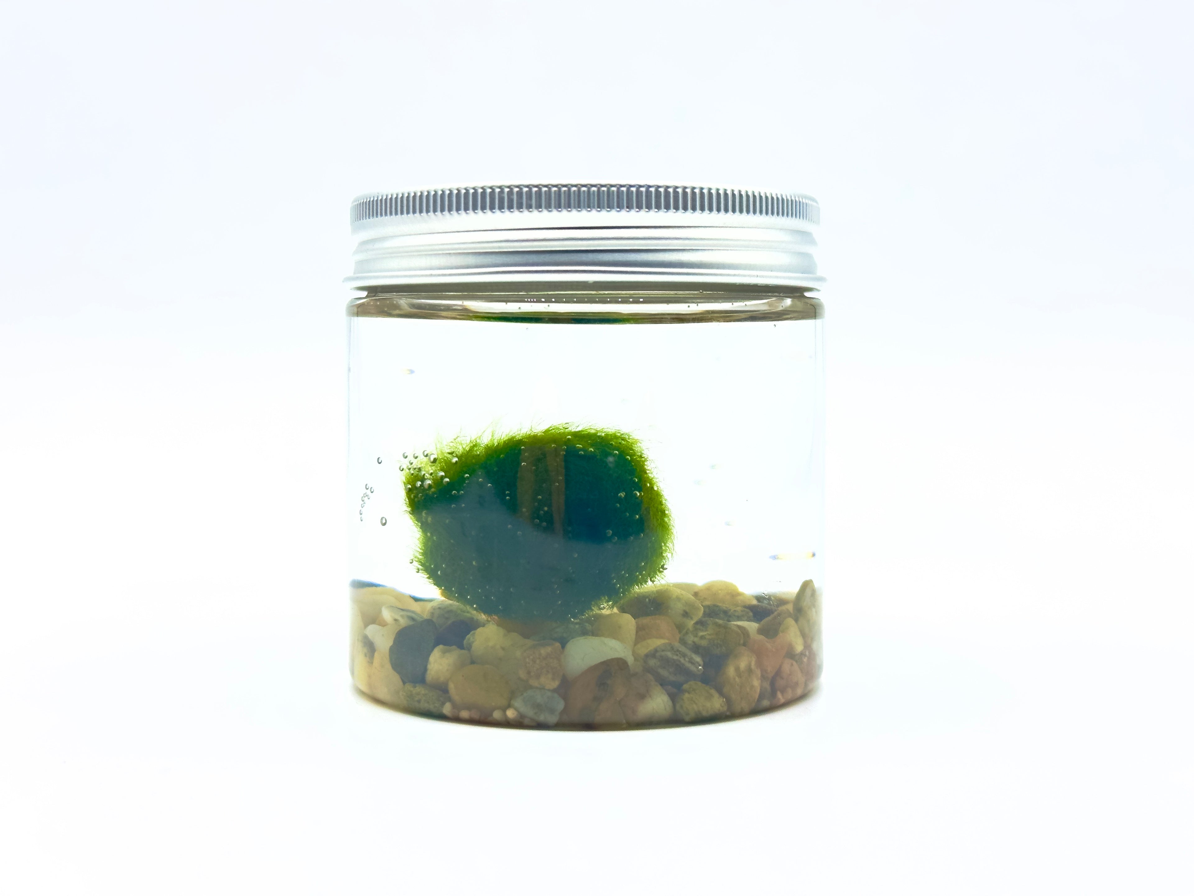 Marimo Modern Style Medium
