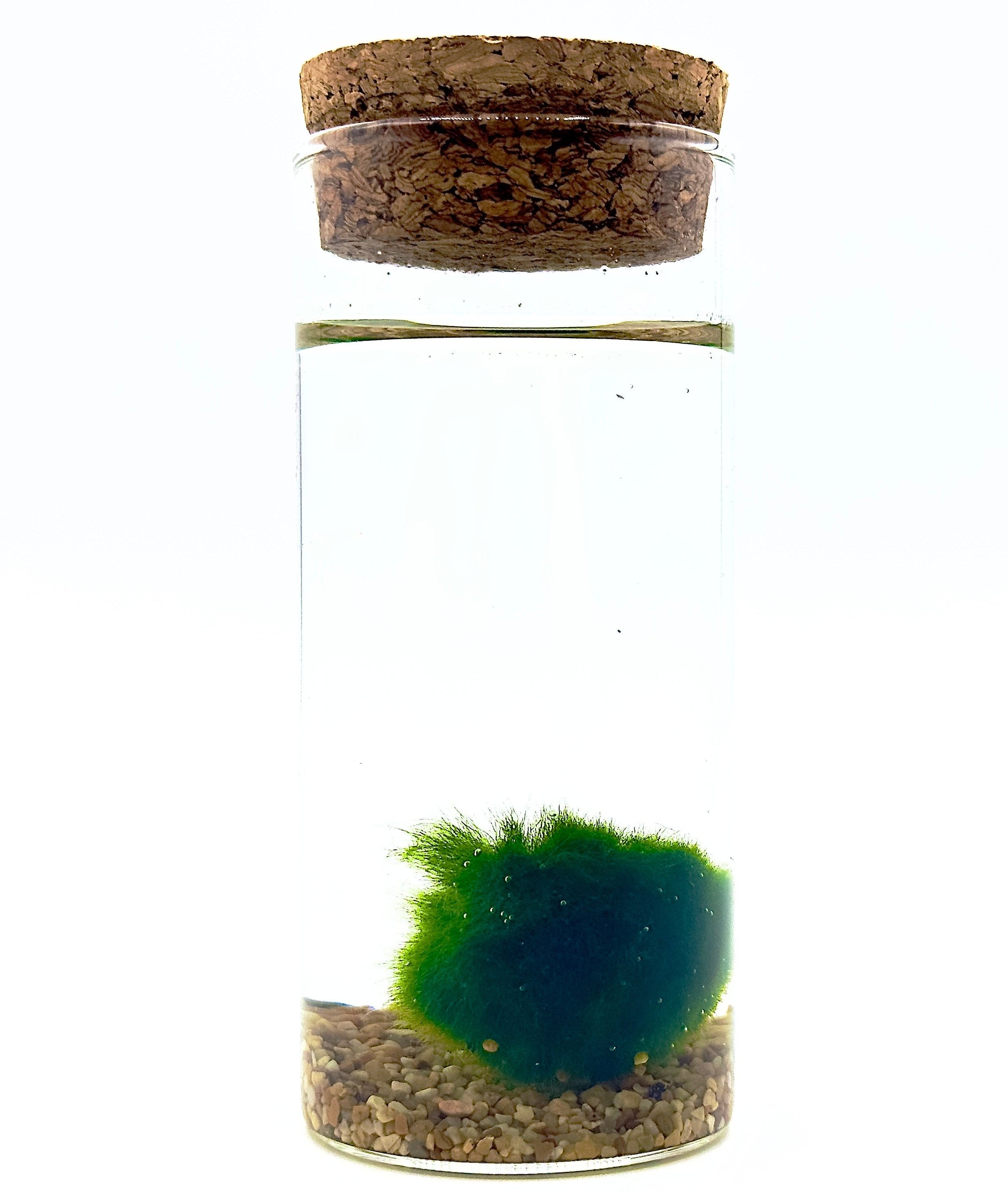 Marimo Cilindro Vetro Medium