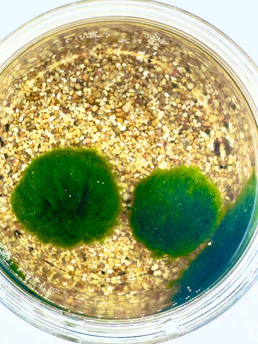 Marimo x2 Modern Style Large