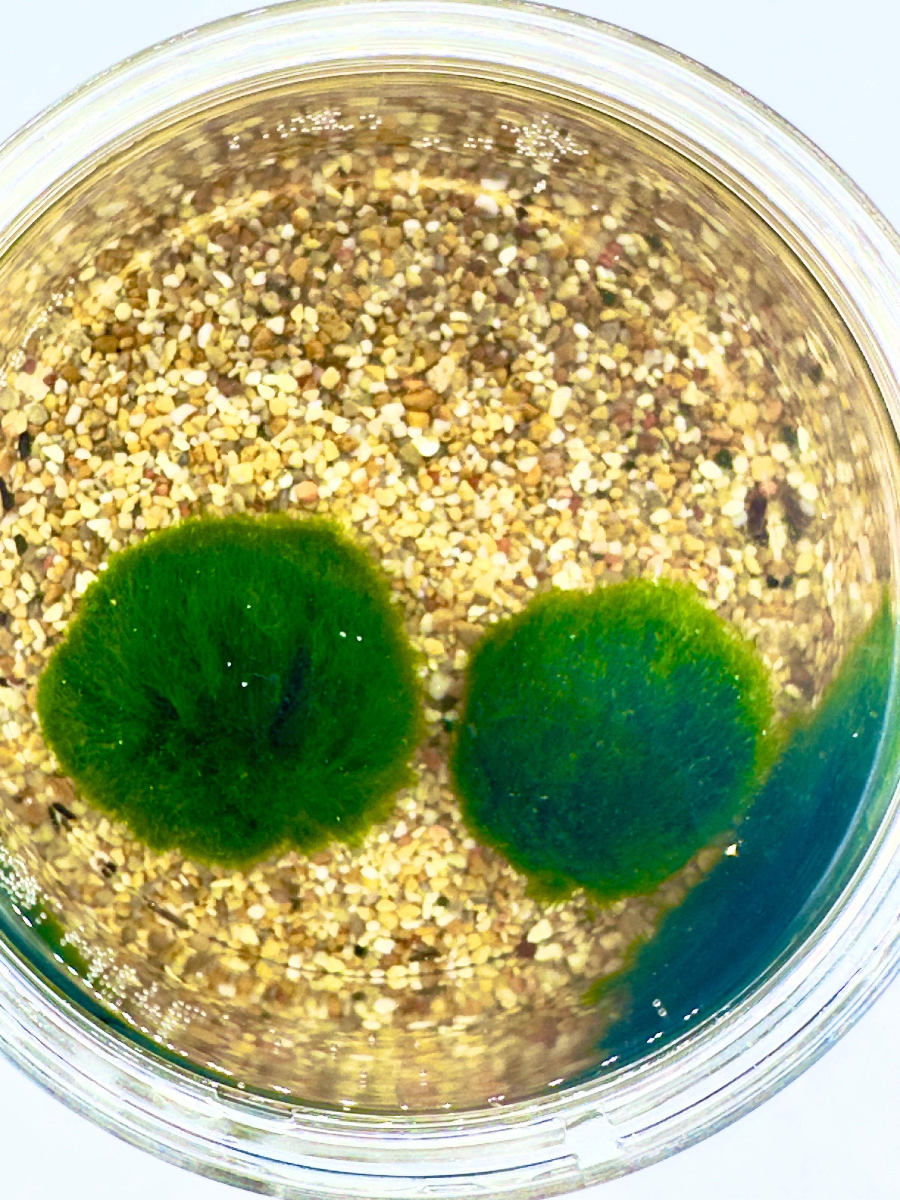 Marimo Akari Duo - Kit con 2 Marimo in Vaso Alto Slanciato (15x8,5cm)