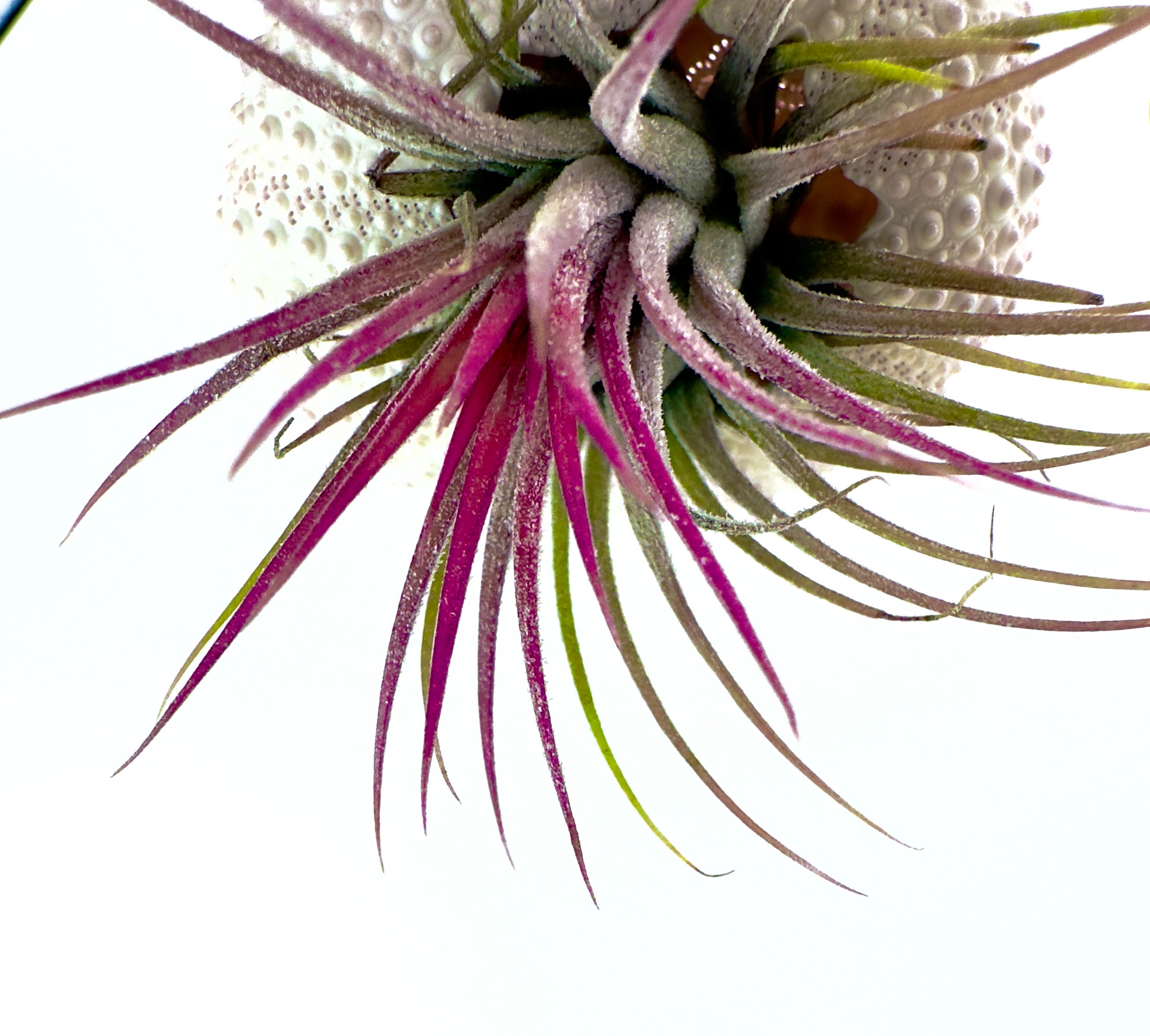 Supporto Per Tillandsia In Riccio Di Mare