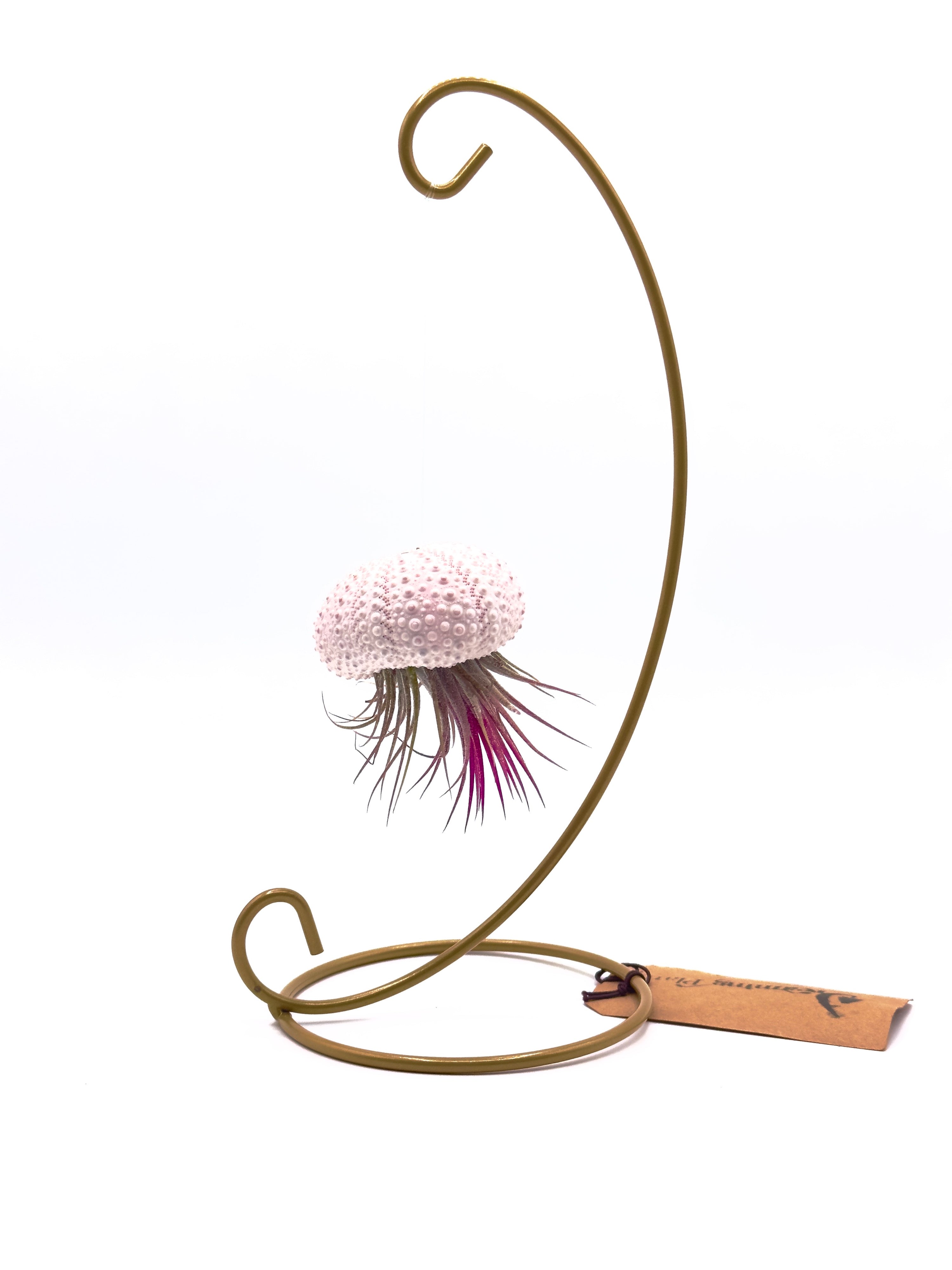 Supporto per Tillandsia in Riccio di Mare - Scultura Viva Sospesa