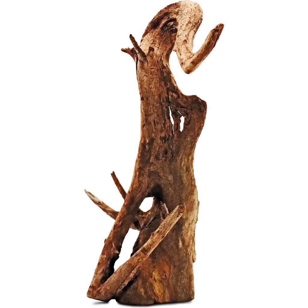 Radice naturale Legno Thai Orchid con ramificazioni fini e dettagliate per aquascaping, acquari e terrari sotto i 20 cm.
