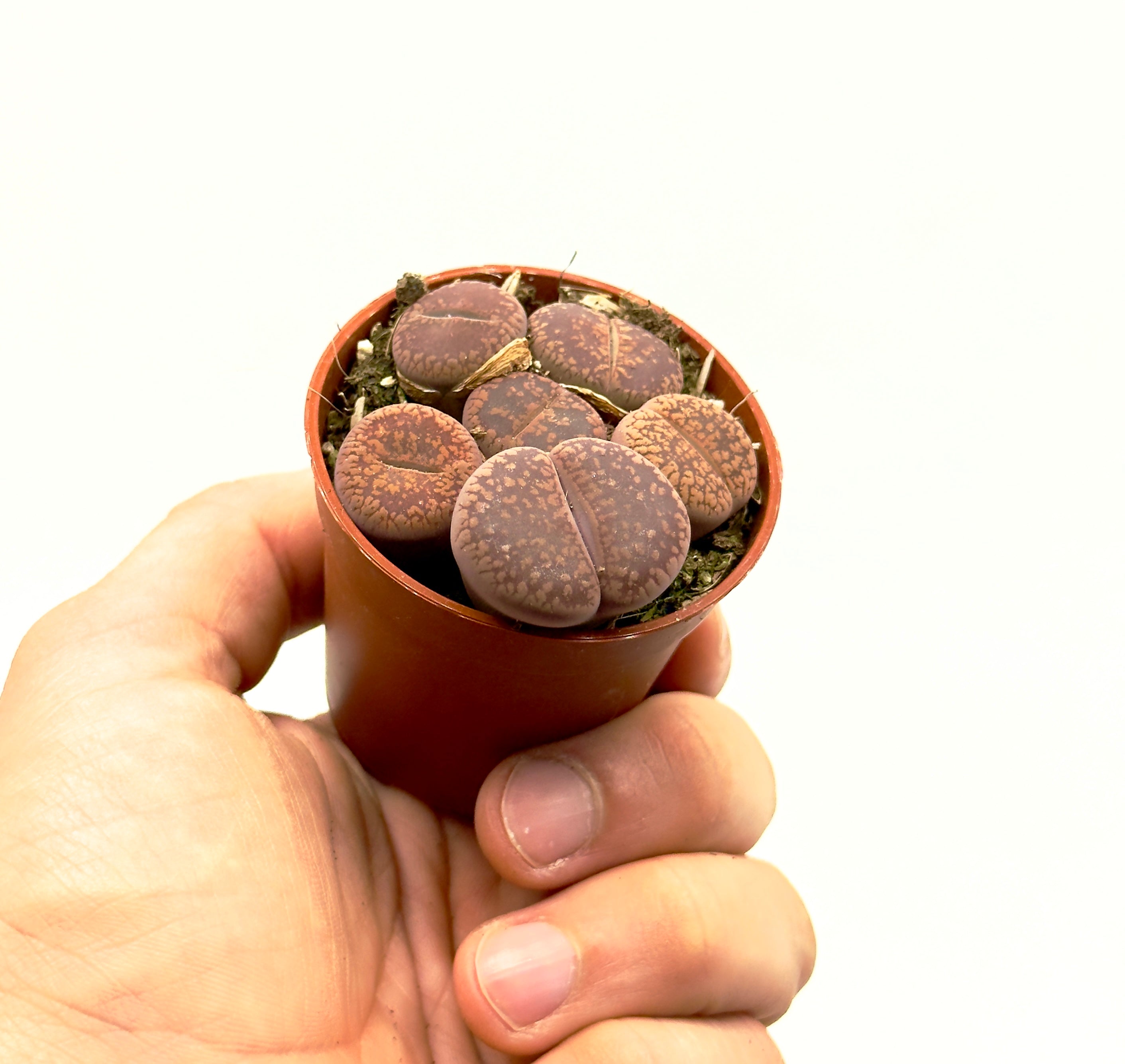 Lithops Sassi Viventi di Dreaming Plants, particolari piante succulente che imitano perfettamente le pietre in vaso da 5,5 cm.