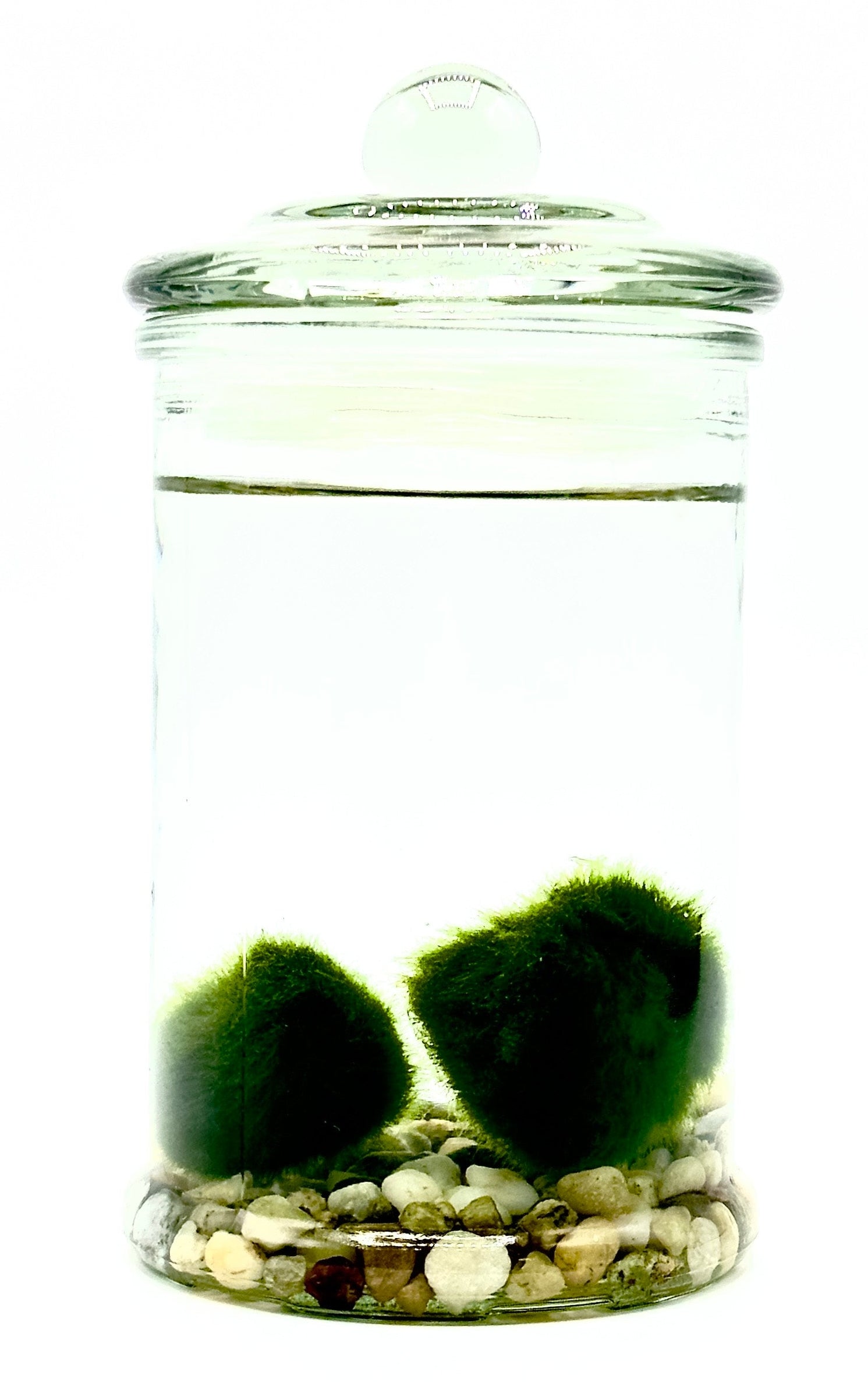 Kit Marimo Akari Duo di Dreaming Plants con due alghe a palla giapponesi Aegagropila linnaei in un vaso di vetro alto 15 cm con ghiaia decorativa sul fondo.