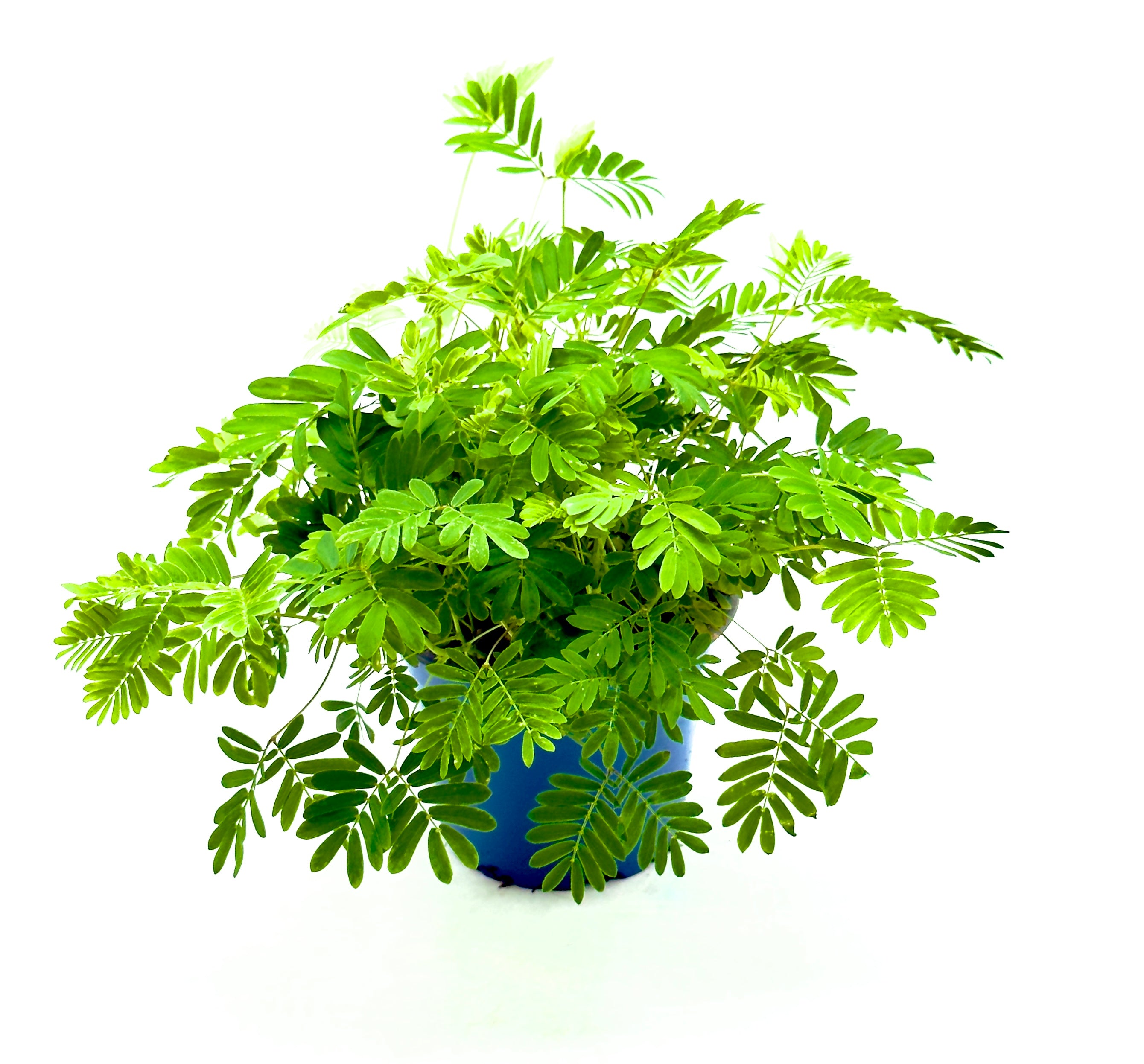 Mimosa pudica (Sensitiva) di Dreaming Plants con foglie pennate verde brillante che si chiudono al tatto, in vaso da 9 cm.
