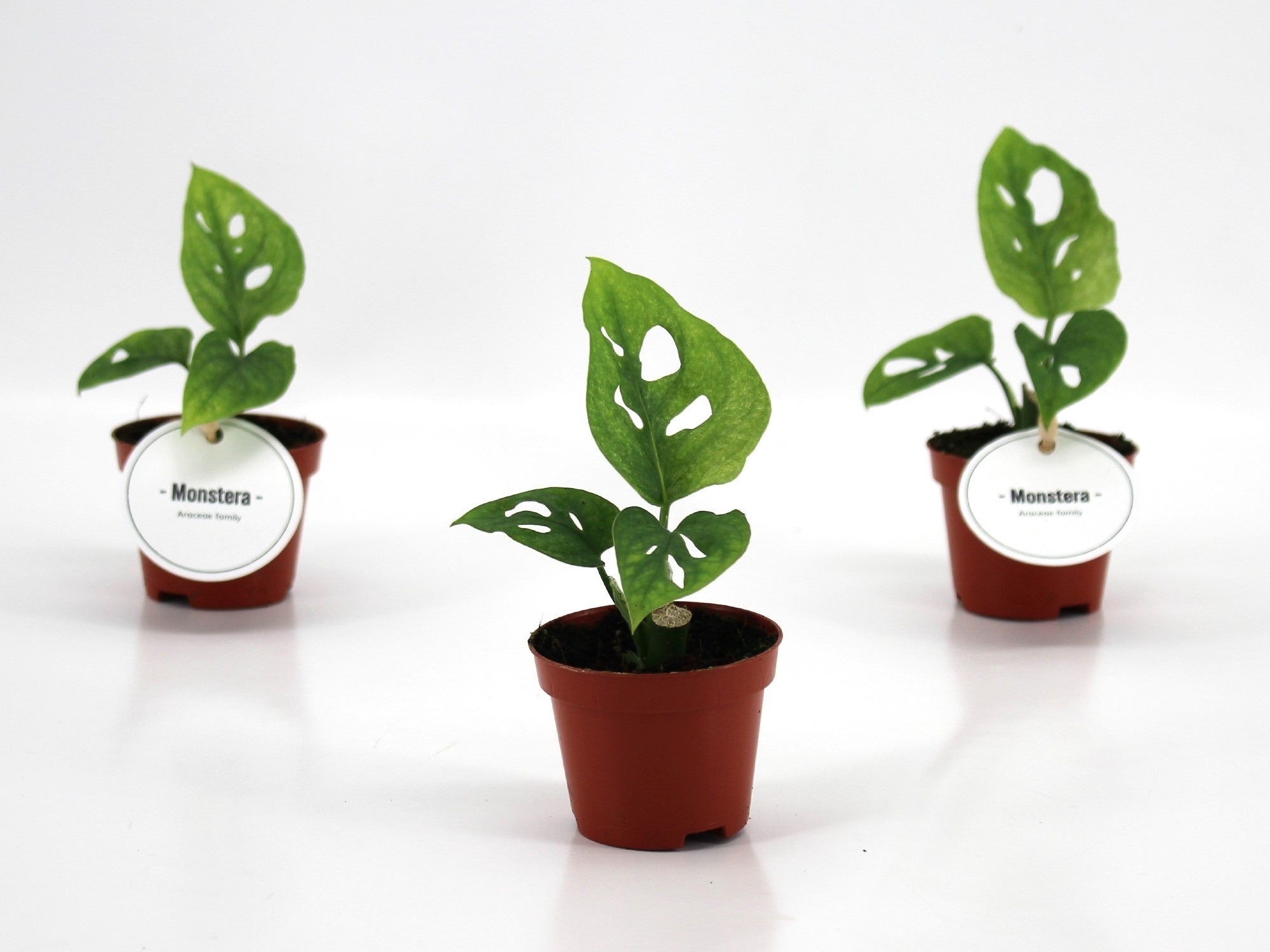 Monstera adansonii Mint baby plant in vaso da 6 cm con caratteristiche fenestrazioni e variegatura verde menta.