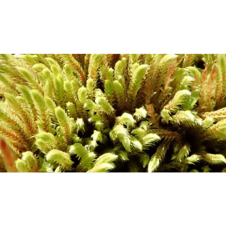 Porzione di muschio vivo Philonotis seriata di Dreaming Plants dalla tonalità verde lime brillante, ideale per creare paesaggi umidi e rigogliosi in terrarium e paludarium.