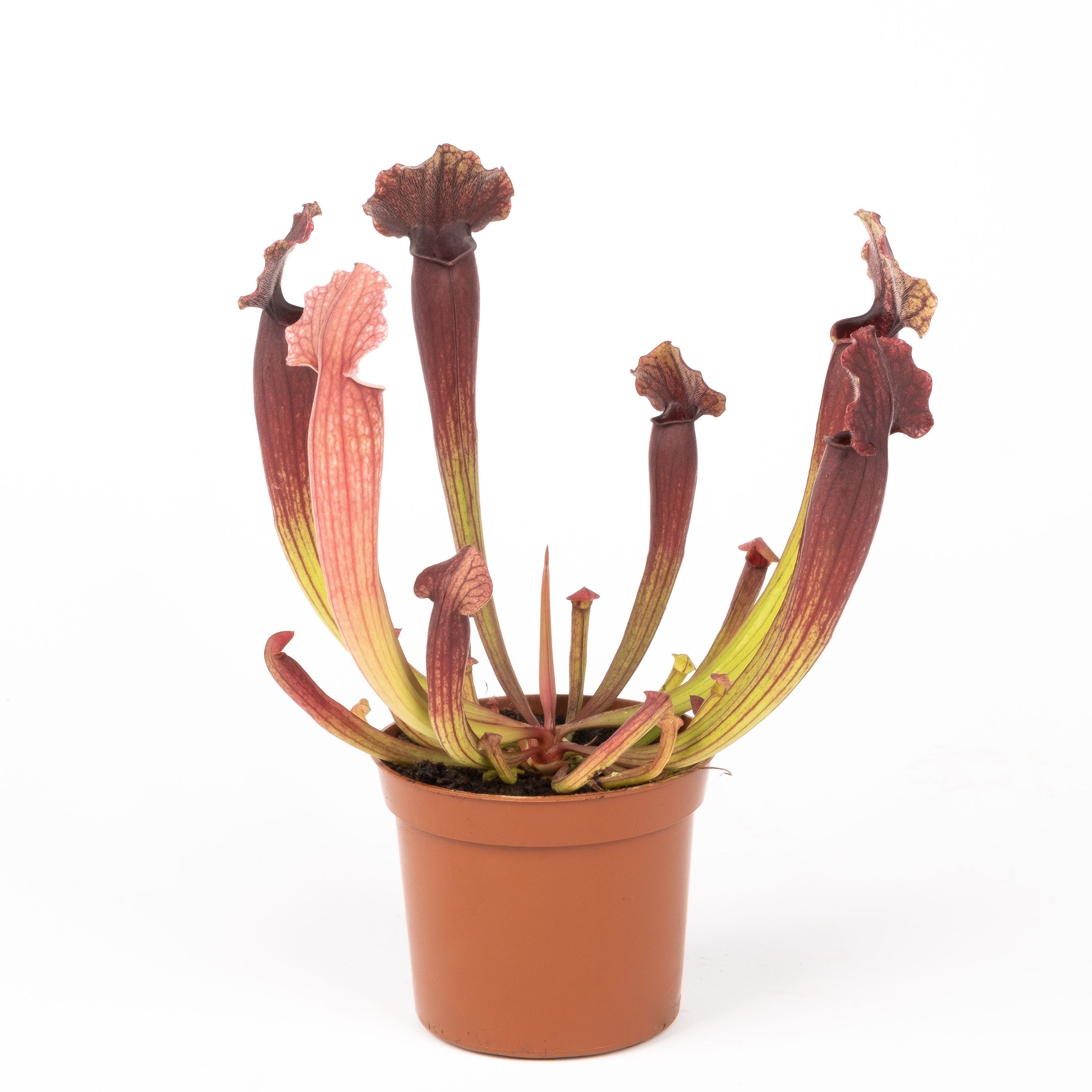 Pianta carnivora Sarracenia Thomas in vaso da 8.5 cm con ascidi tubolari per la cattura naturale degli insetti.
