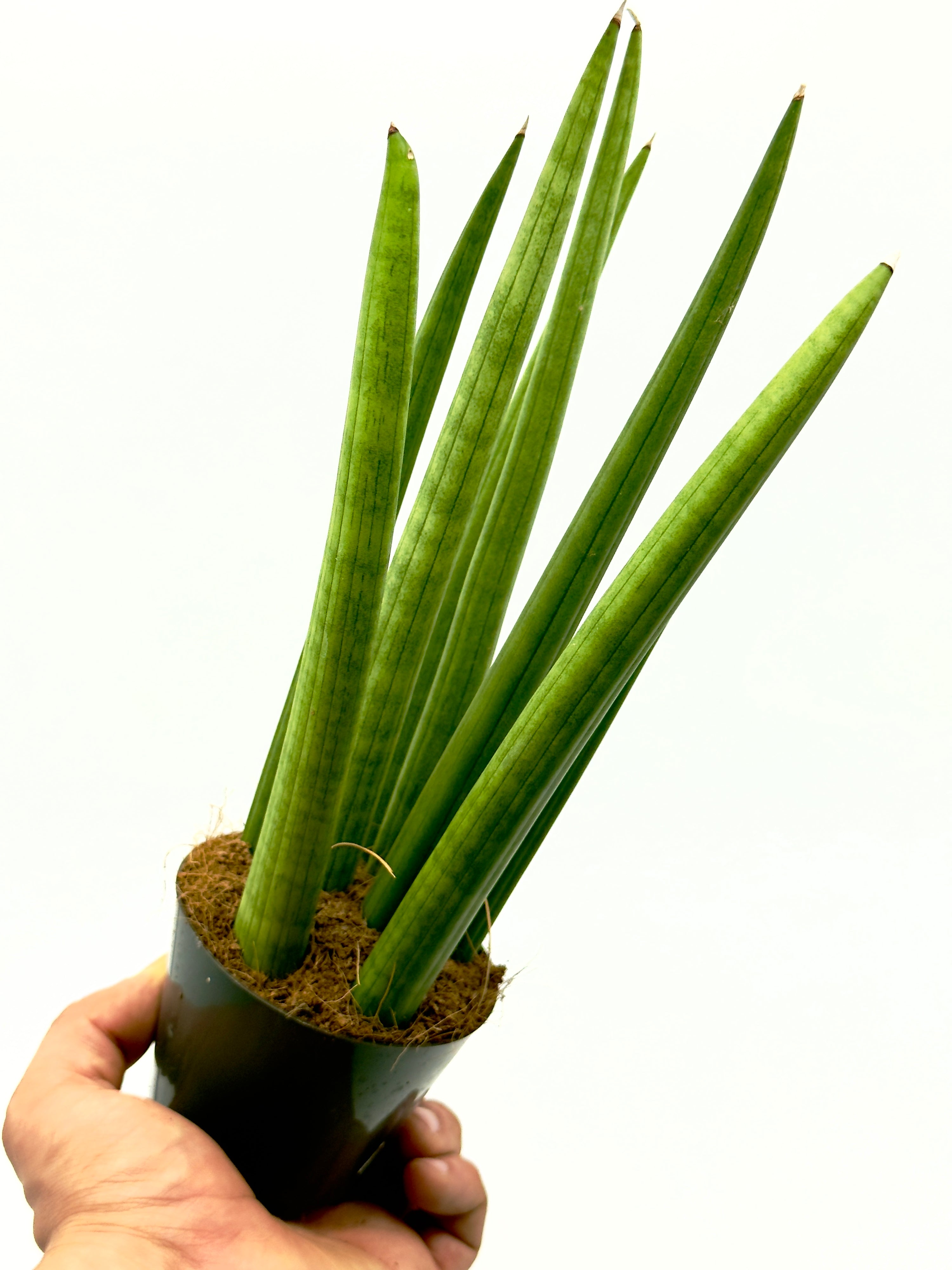 Sansevieria cylindrica Spaghetti di Dreaming Plants con foglie cilindriche erette e lisce verdi in vaso da 8,5 cm.