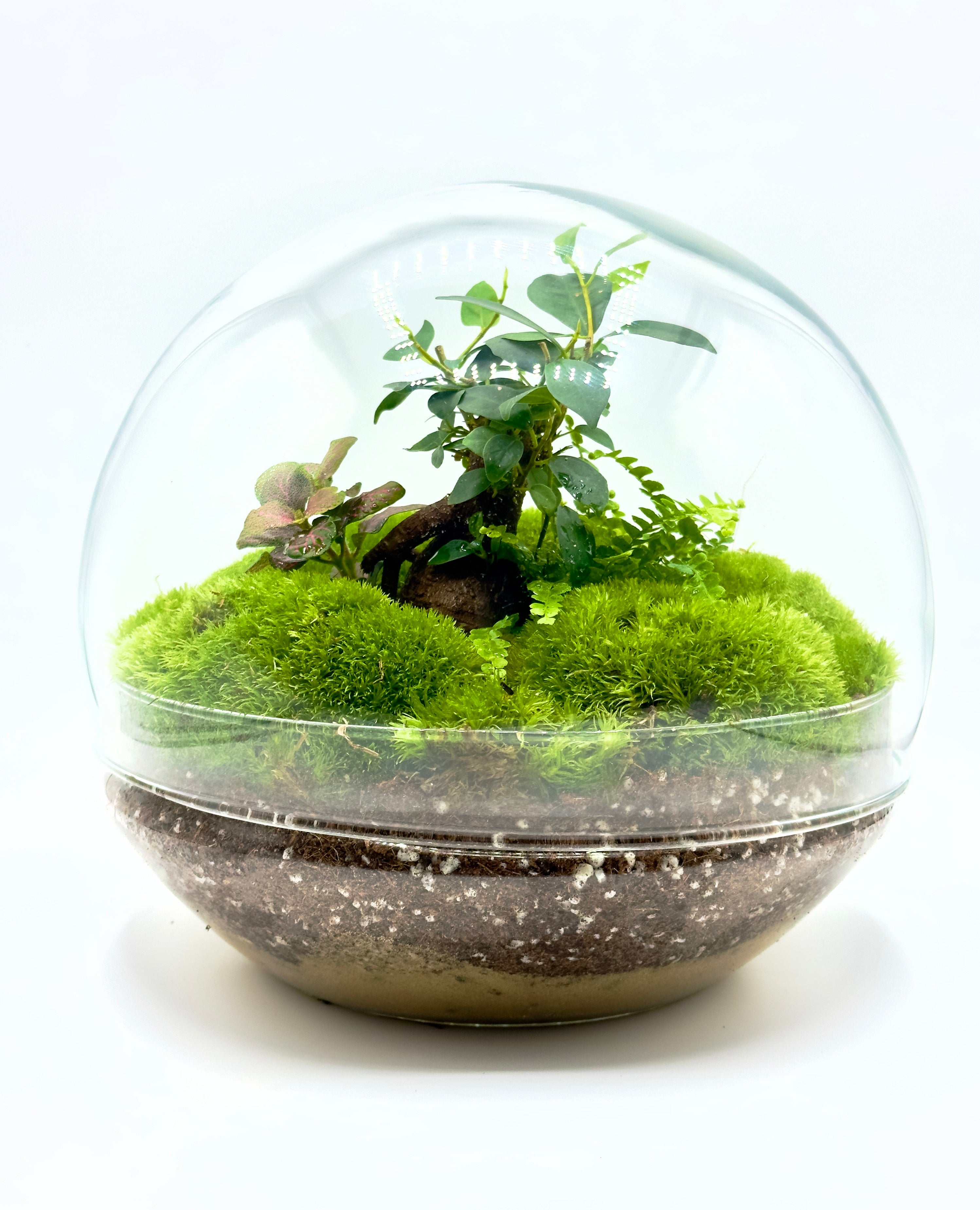 Terrarium pronto all&