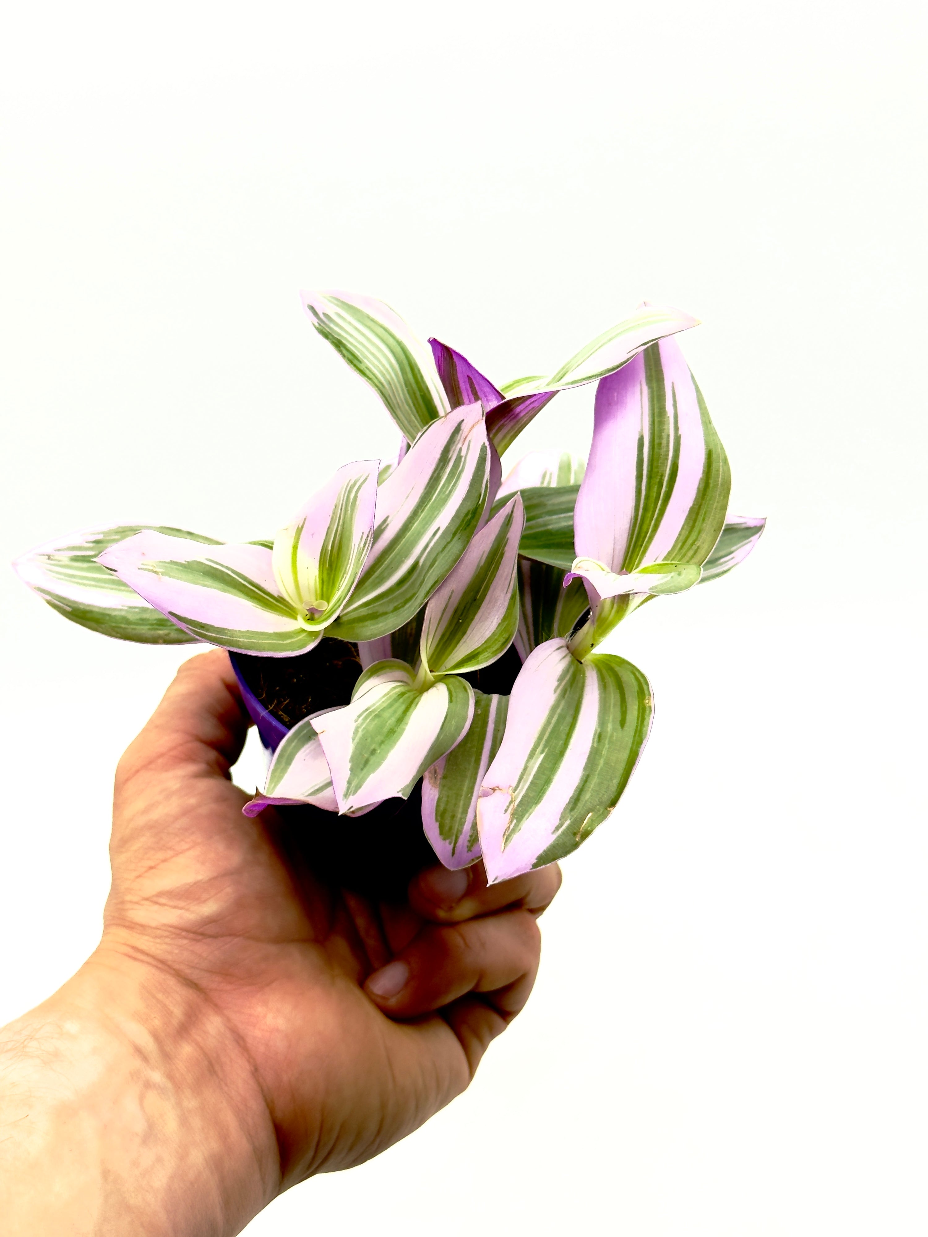 Tradescantia Nanouk di Dreaming Plants, pianta d&