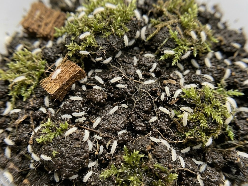 🌿 Collemboli Vivi: Colonia Starter per Terrarium Ecosistemi Bioattivi