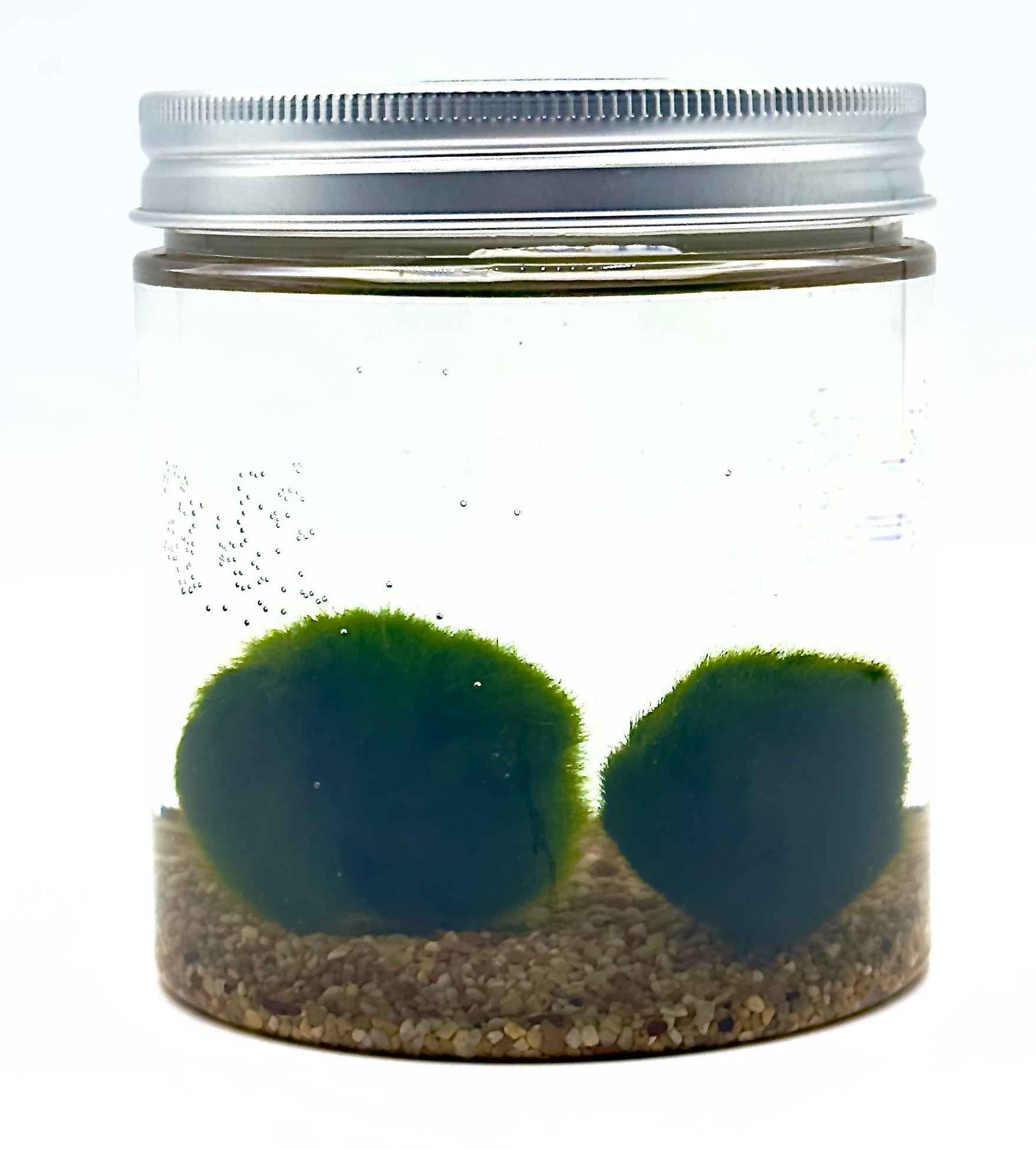 Kit Marimo Modern Style Large di Dreaming Plants con due sfere di muschio verde Aegagropila linnaei in vasetto di acrilico trasparente e ghiaia decorativa.