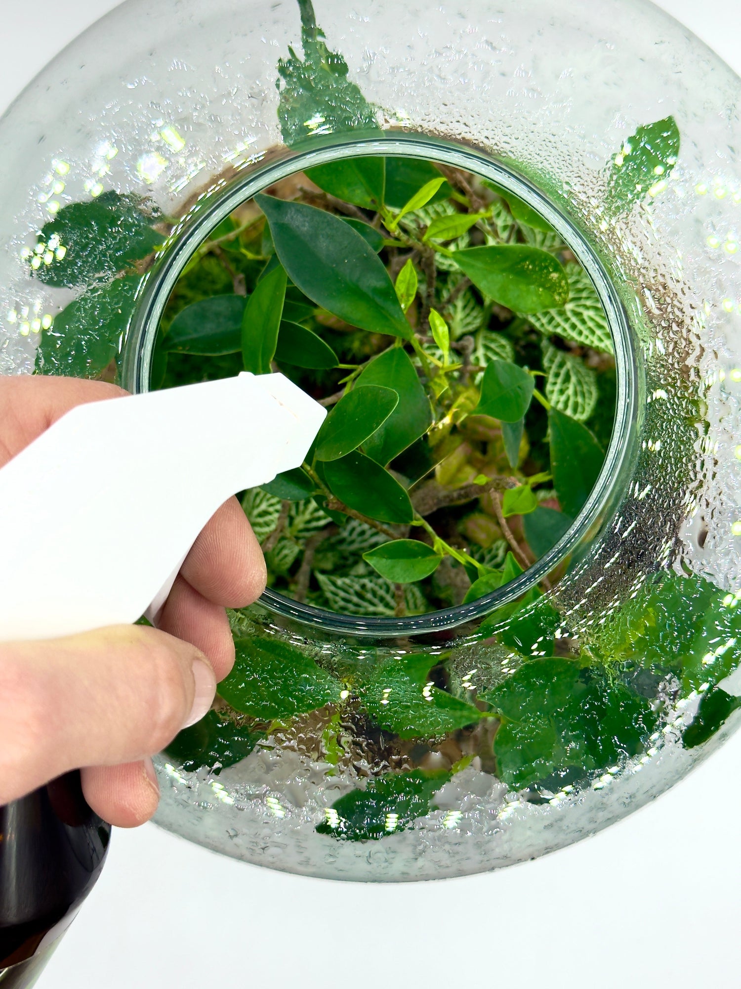 Acqua per Terrarium: Distillata o Rubinetto? La Guida