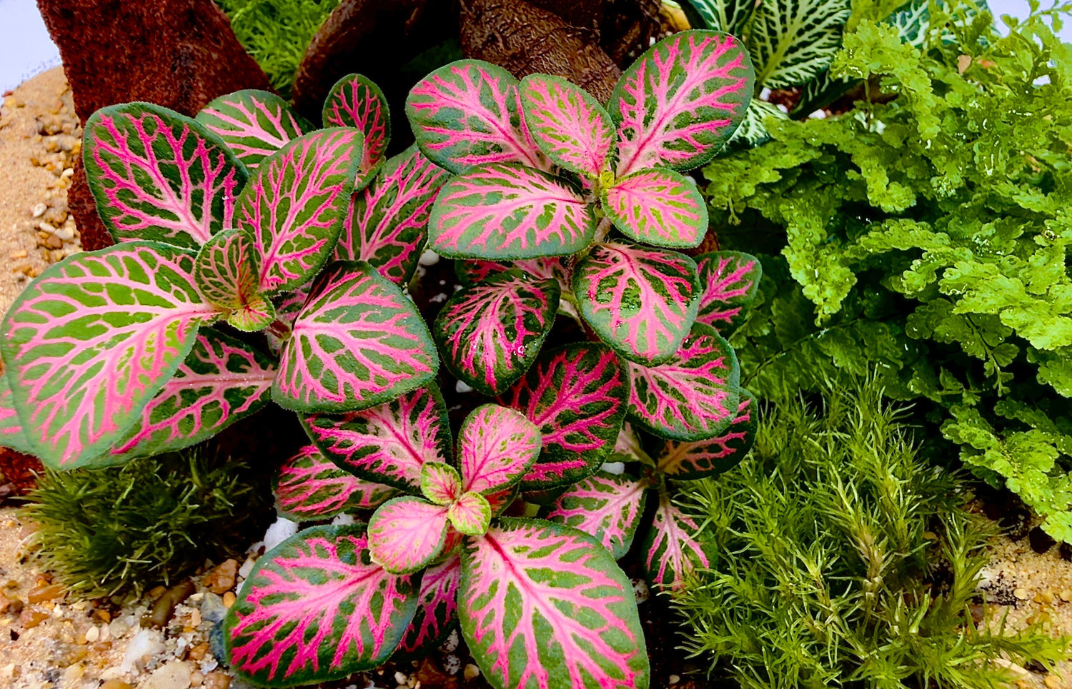 Le 5 Migliori Piante per Terrarium Chiuso che "Non Muoiono Mai"