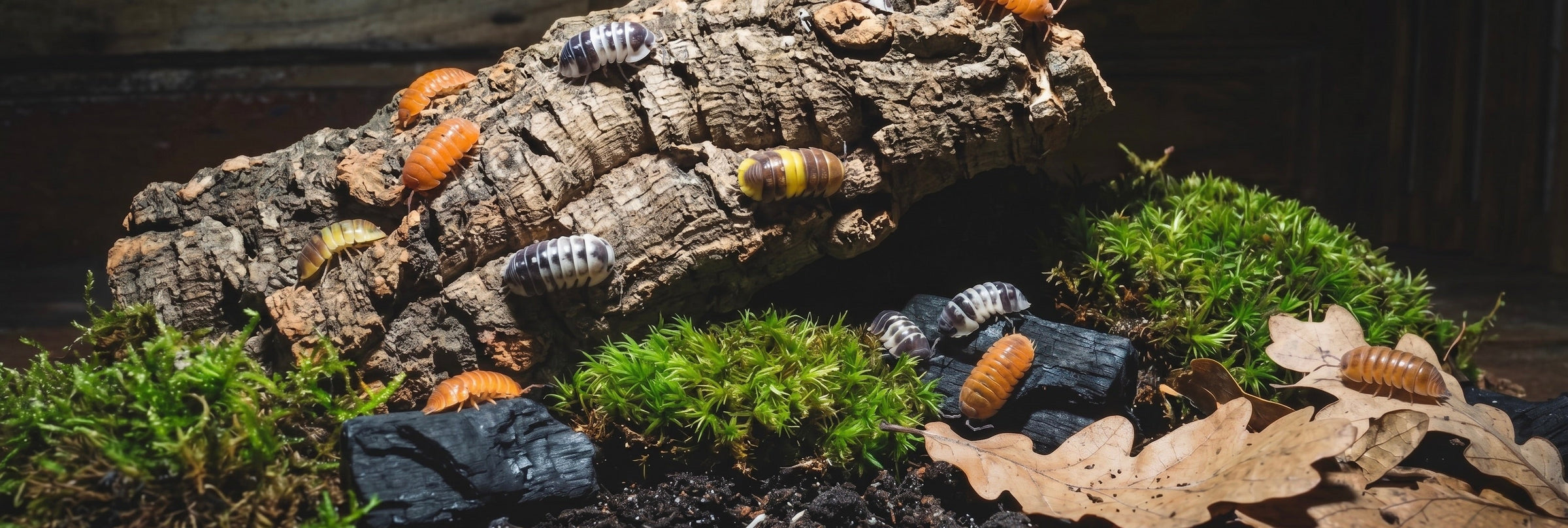 Colture vive di collemboli e isopodi spazzini naturali per terrarium bioattivi