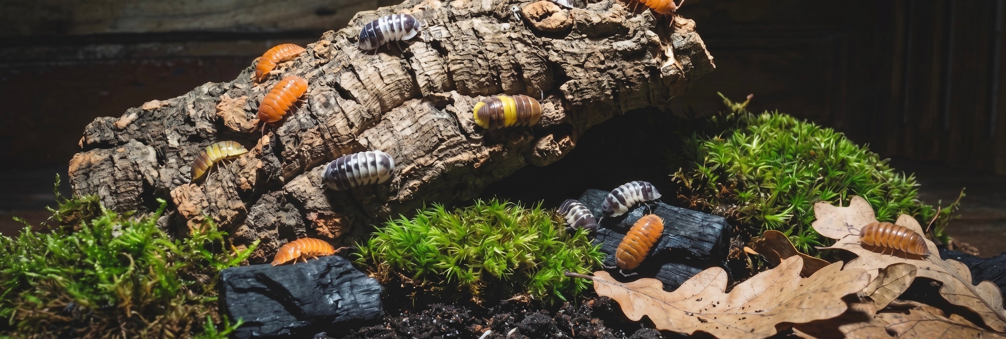 Colture vive di collemboli e isopodi spazzini naturali per terrarium bioattivi
