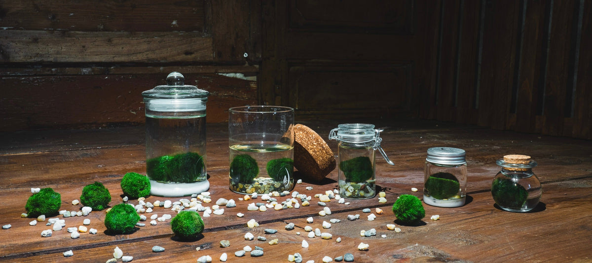 Alga Marimo a forma di palla, ideale per essere coltivata in piccole boccette di vetro e per decorare gli interni, disponibile sullo shop di Dreaming Plants.
