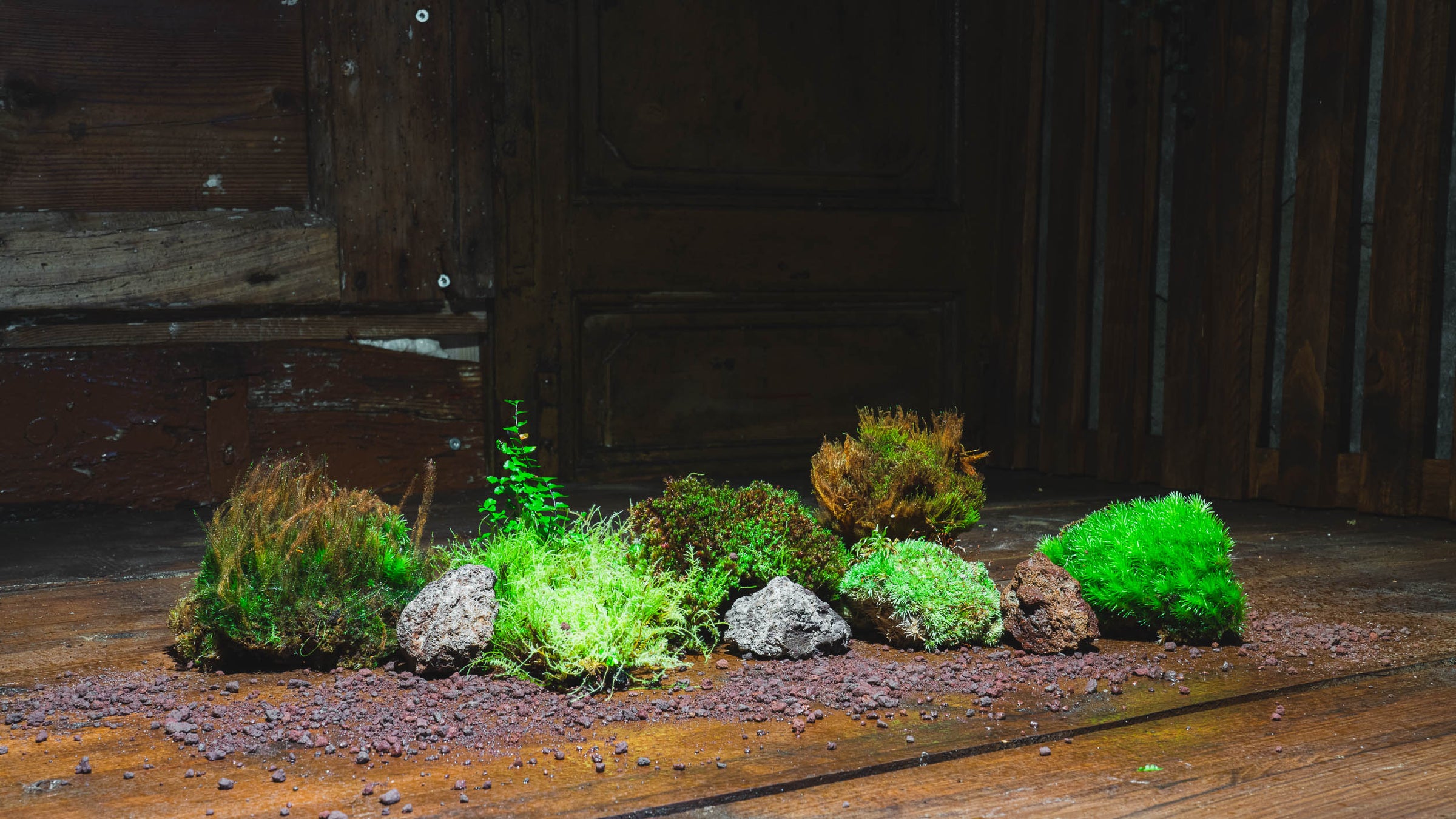 Muschio fresco verde ideale per decorare terrarium e mantenere l'umidità