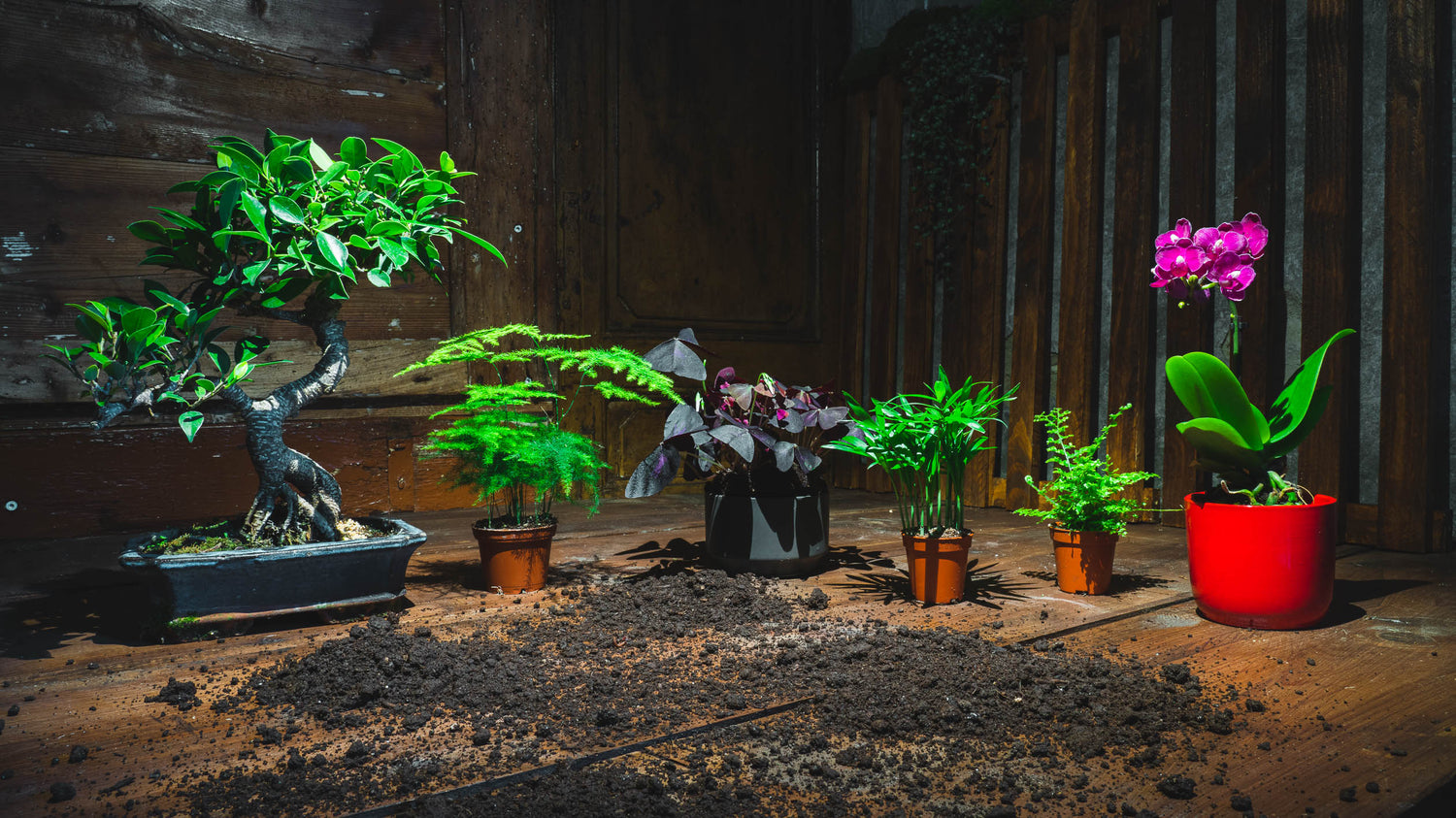 Collezione di piante tropicali da interno e baby plant per il tuo arredo verde