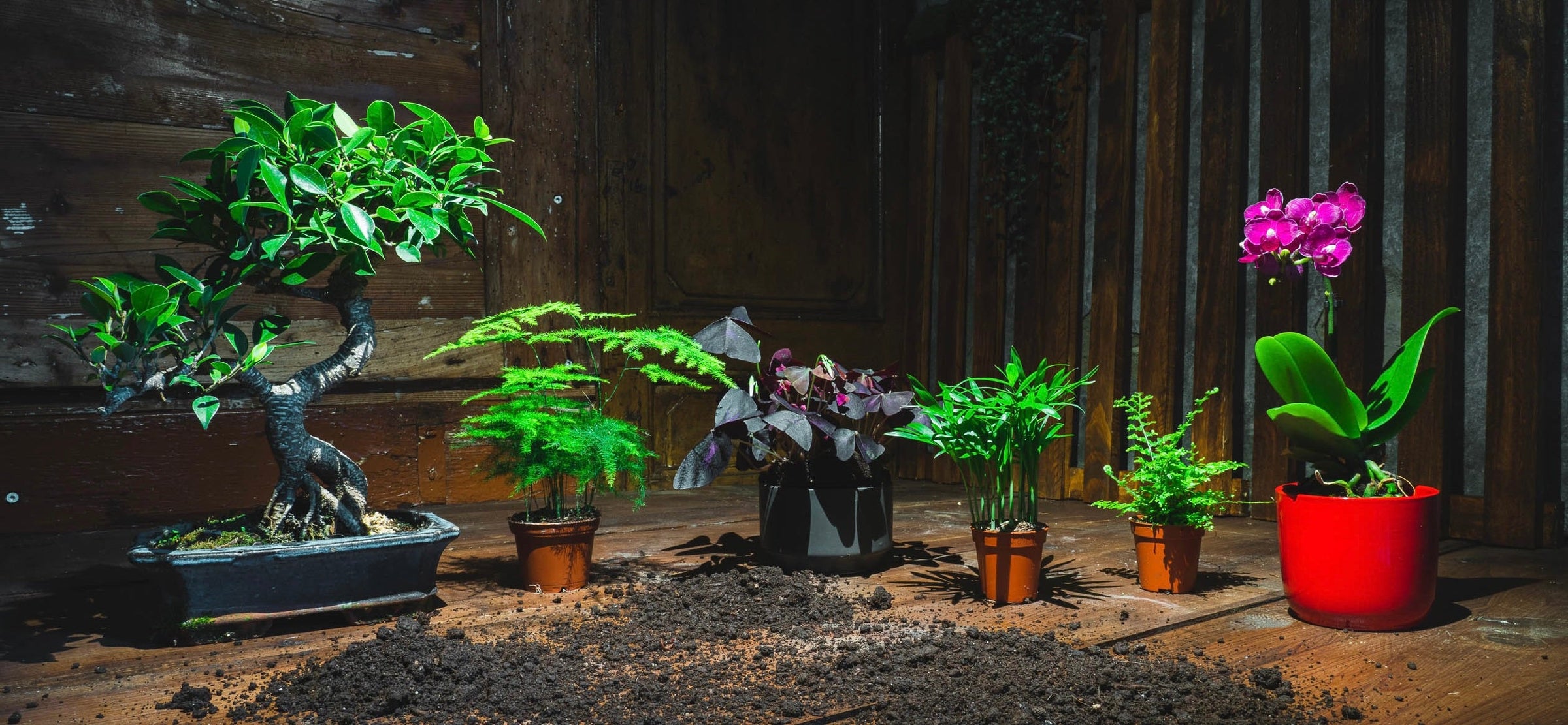 Selezione di piante per terrarium disponibili su Dreaming Plants.