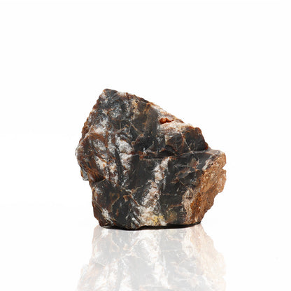 Roccia Petrified - Legno Fossile Naturale per Aquascaping e Terrarium