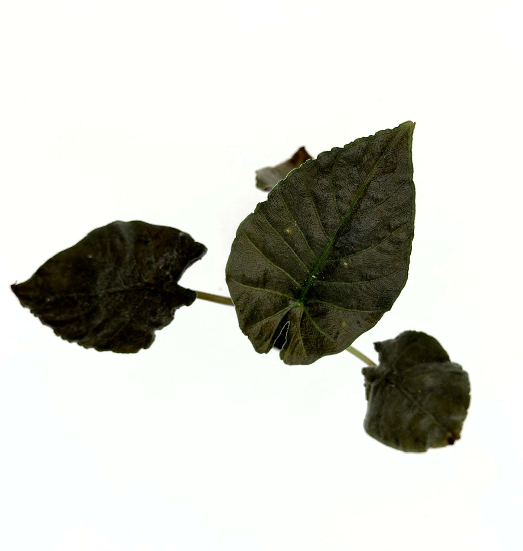 Baby Plant Alocasia Antoro Velvet (Vaso 6 cm)- La Regina di Velluto Nero