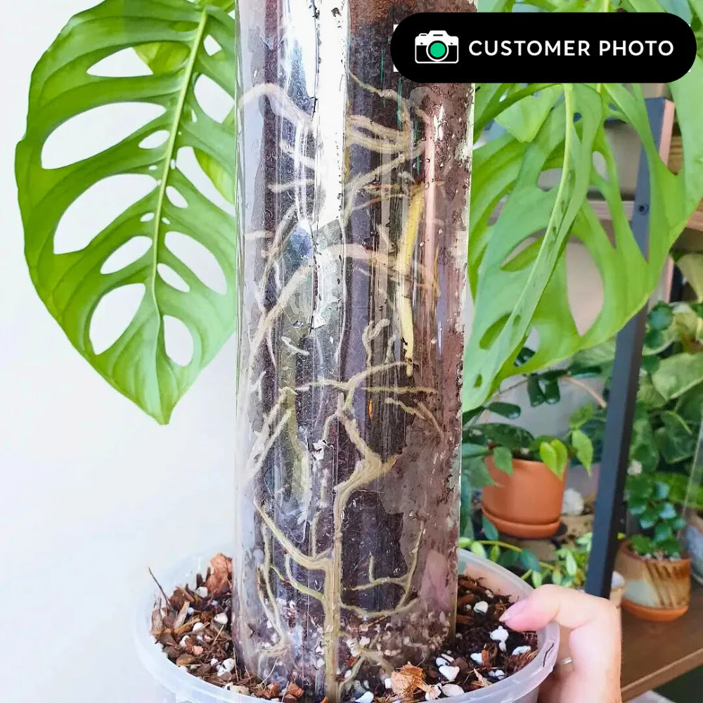 Tutore in Sfagno per Piante [Classic] - Forma a D PlantScraper (S - M - L - XL) 🌿