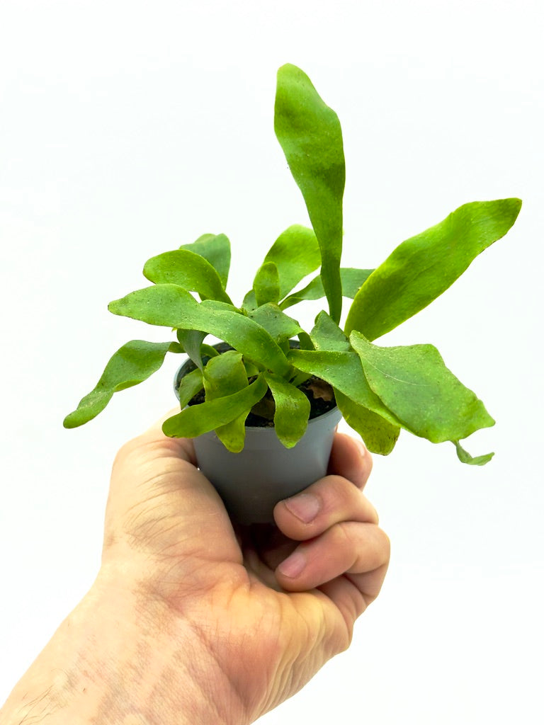 Piccola felce Platycerium bifurcatum Dreaming Plants con fronde ramificate verde-argento e vellutate in vaso da 6 cm, ideale per pareti verticali.