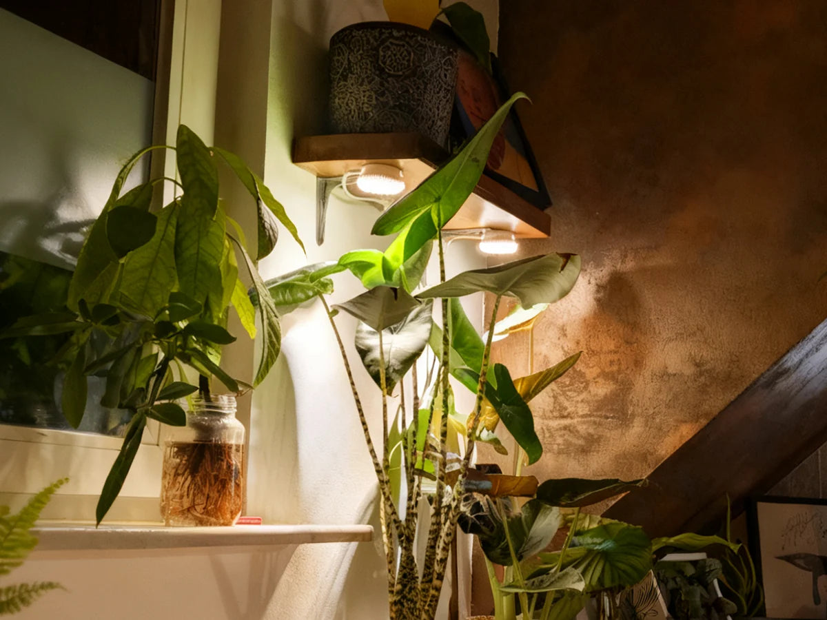 Lampada LED da Coltivazione Adesiva a 2 Teste SANSI (10W - Spettro Completo per Scaffali e Terrarium) 💡🪴✨