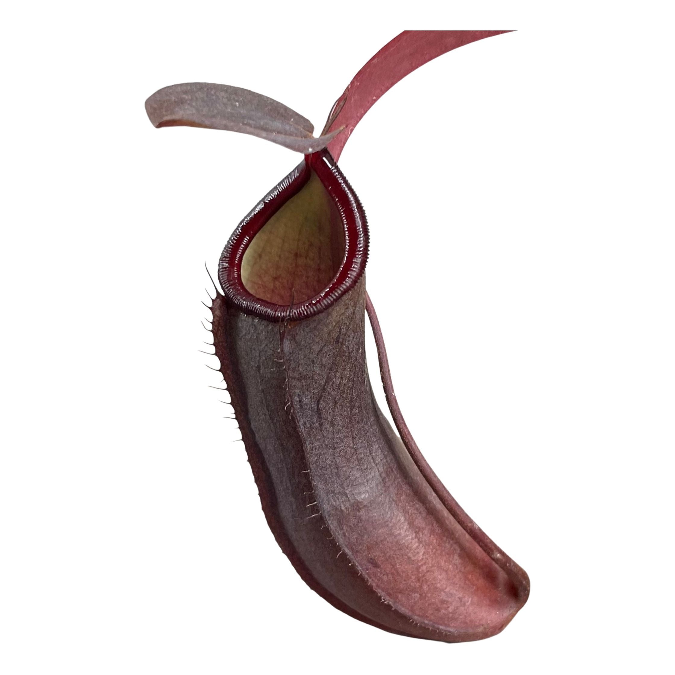 Nepenthes &