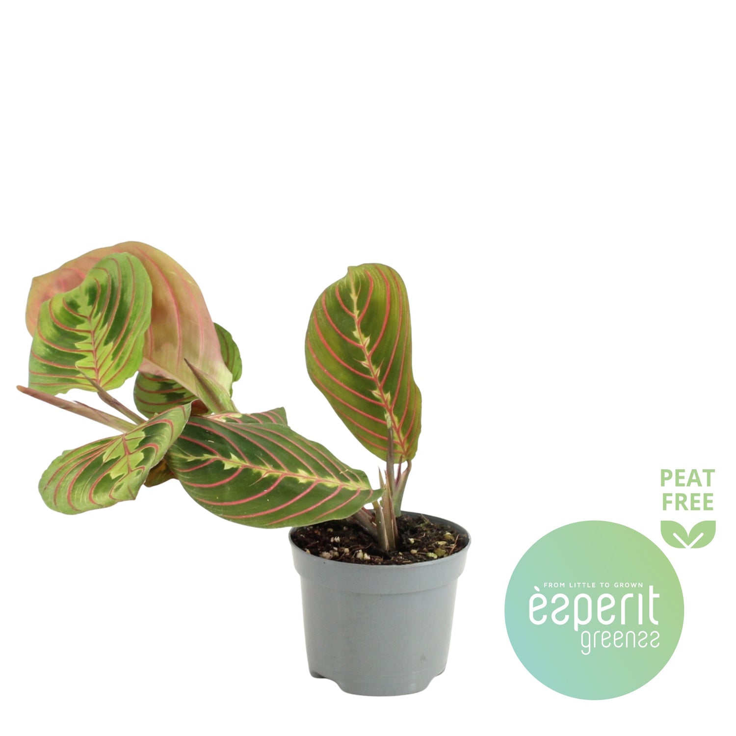 Maranta leuconeura &