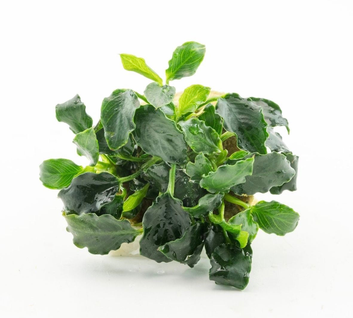nubias Nana Kirin Dreaming Plants con foglie verde scuro dai bordi fortemente ondulati, ideale per allestimenti bio-attivi e acquascaping.
