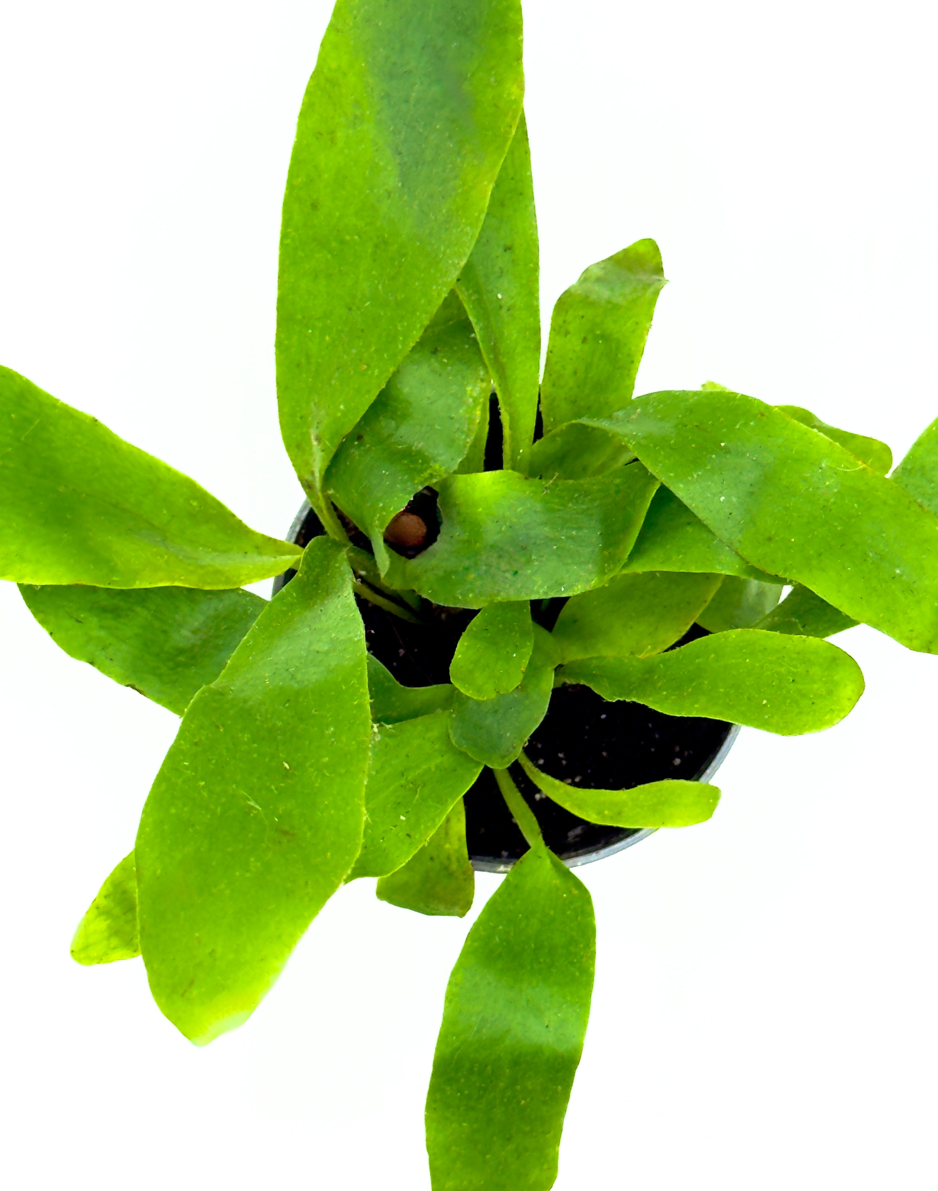 Baby Platycerium Bifurcatum