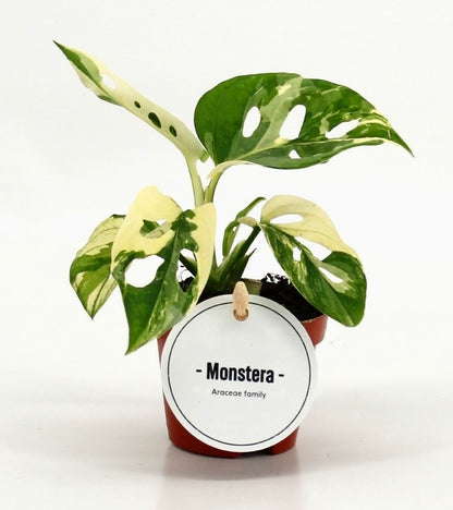 Monstera adansonii Variegata (Baby Plant - Vaso 6 cm)