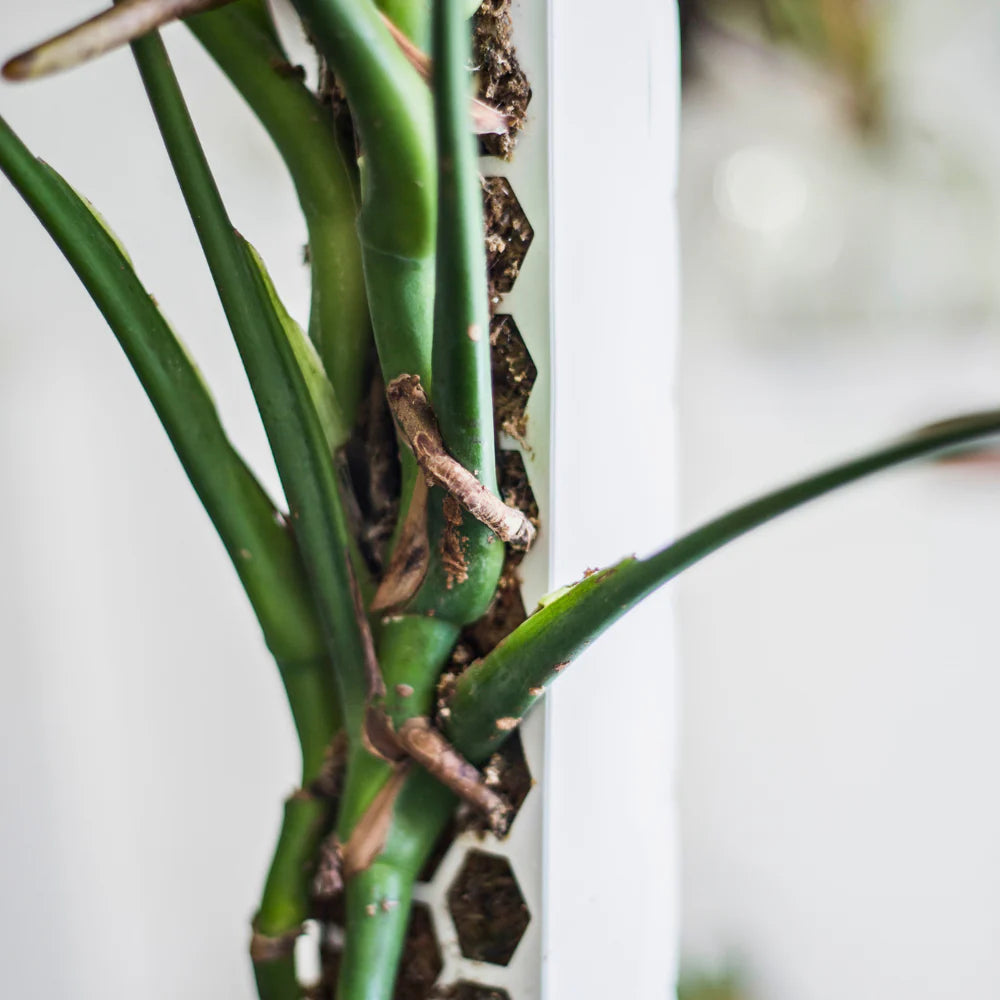 Tutore in Sfagno per Piante [Classic] - Forma a D PlantScraper (S - M - L - XL) 🌿