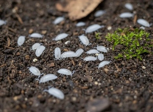 Trichorhina Tomentosa: Mini-Isopodi Pulitori per Terrarium VIVI