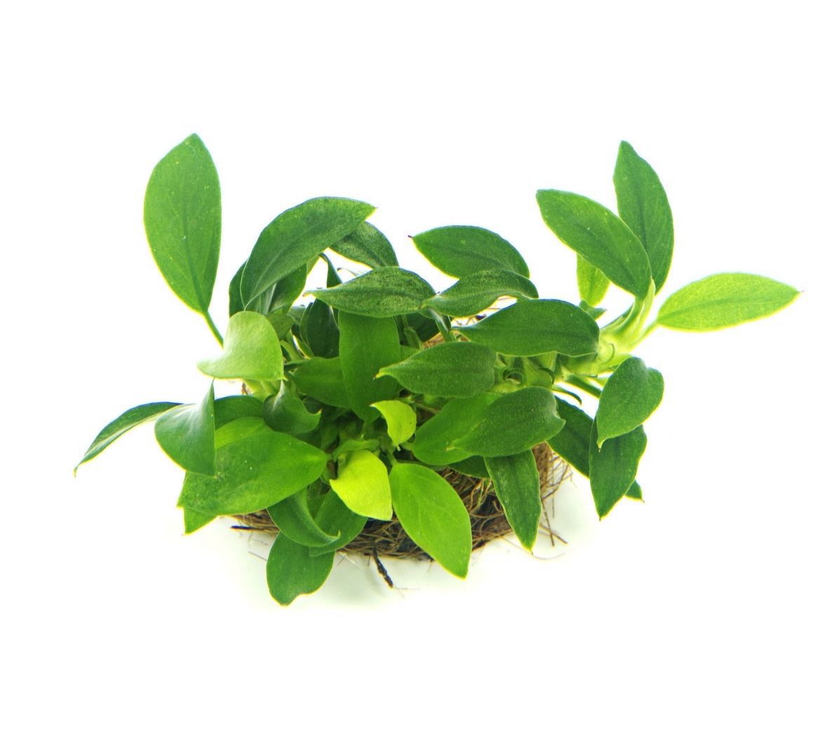 Anubias Nana Bonsai Dreaming Plants, piccola pianta epifita con foglie verde scuro coriacee, ideale per essere fissata su legni e rocce in ambienti umidi.