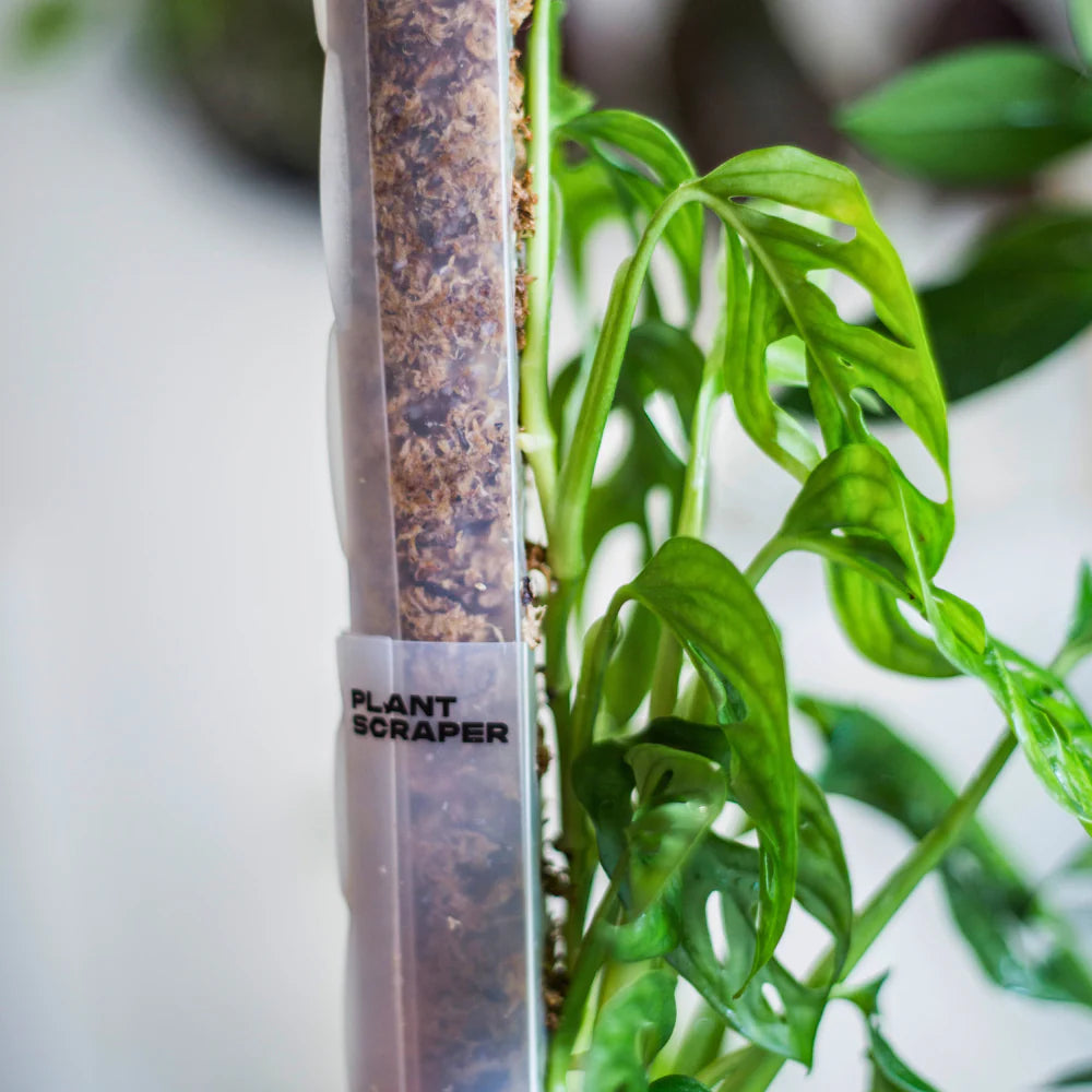 Tutore in Sfagno per Piante [Classic] - Forma a D PlantScraper (S - M - L - XL) 🌿